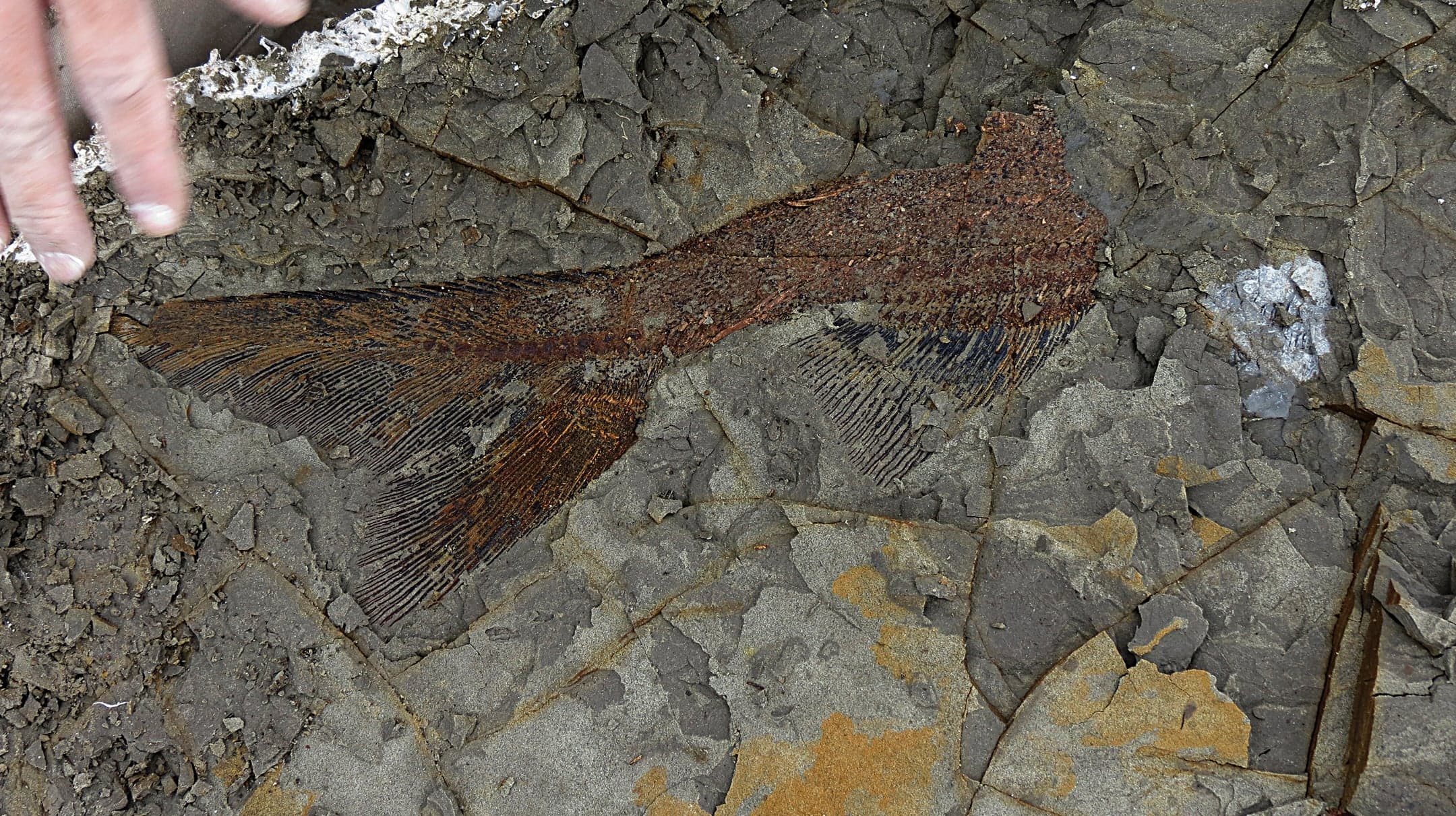 Why this stunning dinosaur fossil discovery has scientists stomping mad