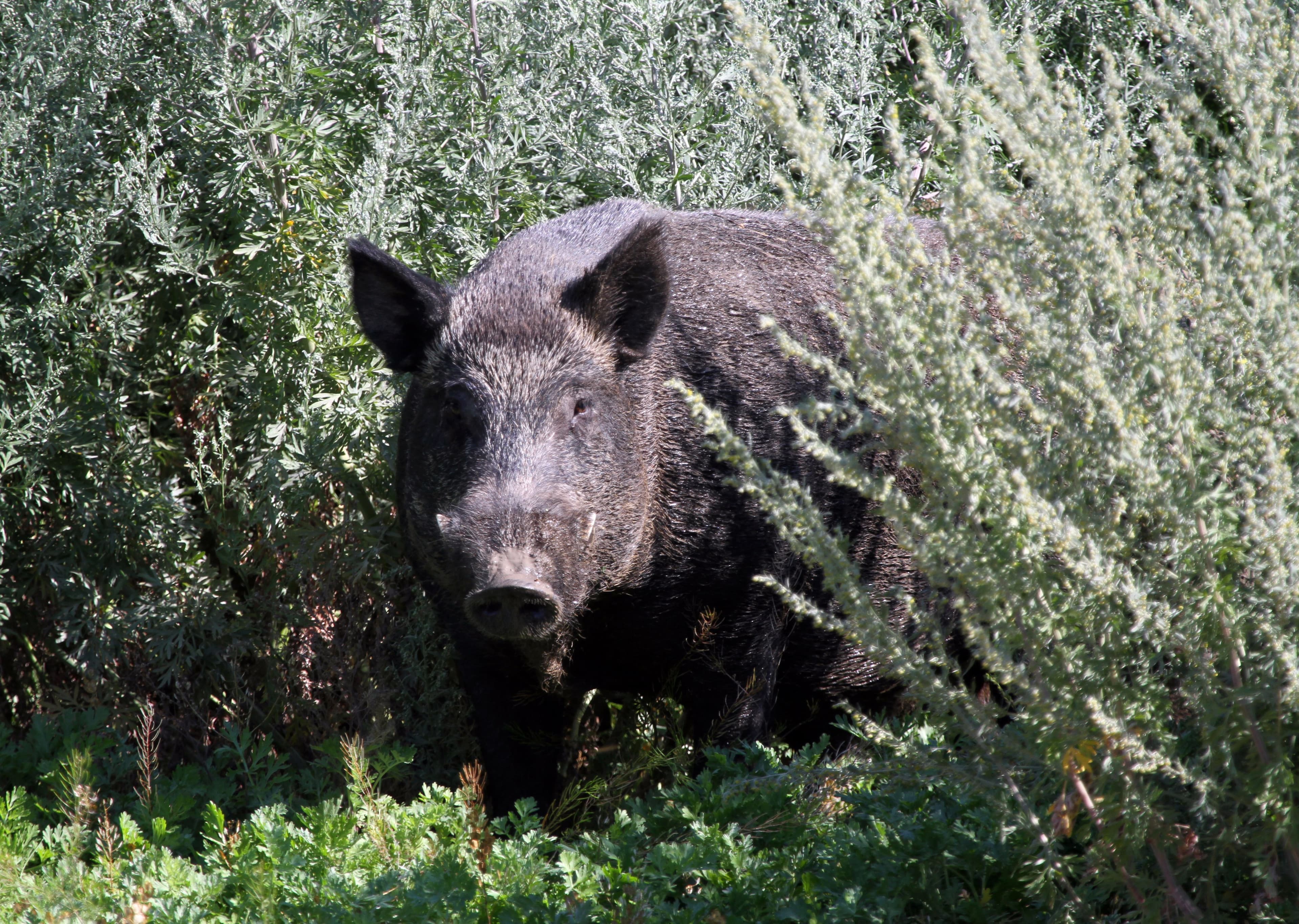 Canada is losing a war against feral pigs that are infesting the Prairies