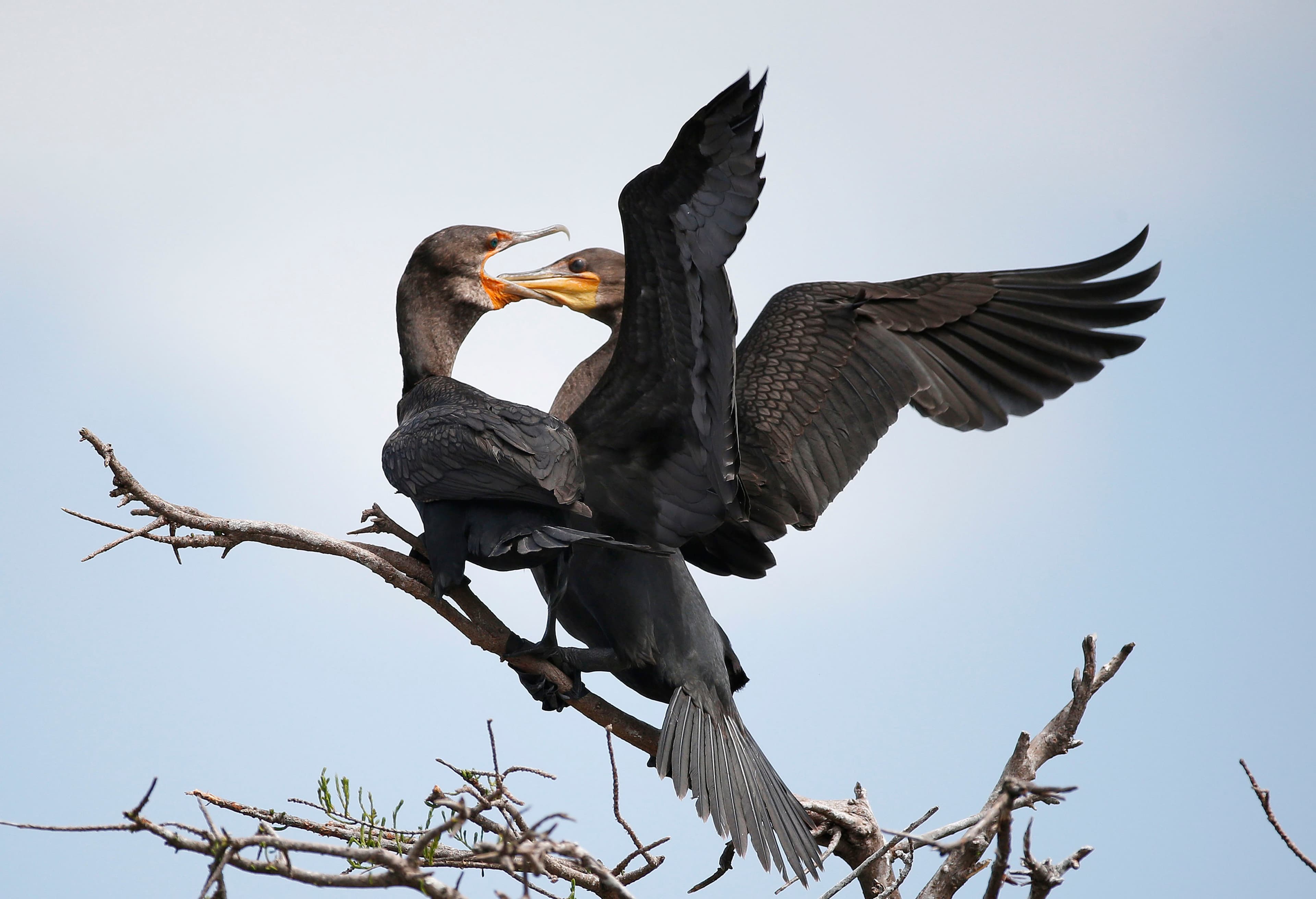 The Canadian island bombarded by bird poop