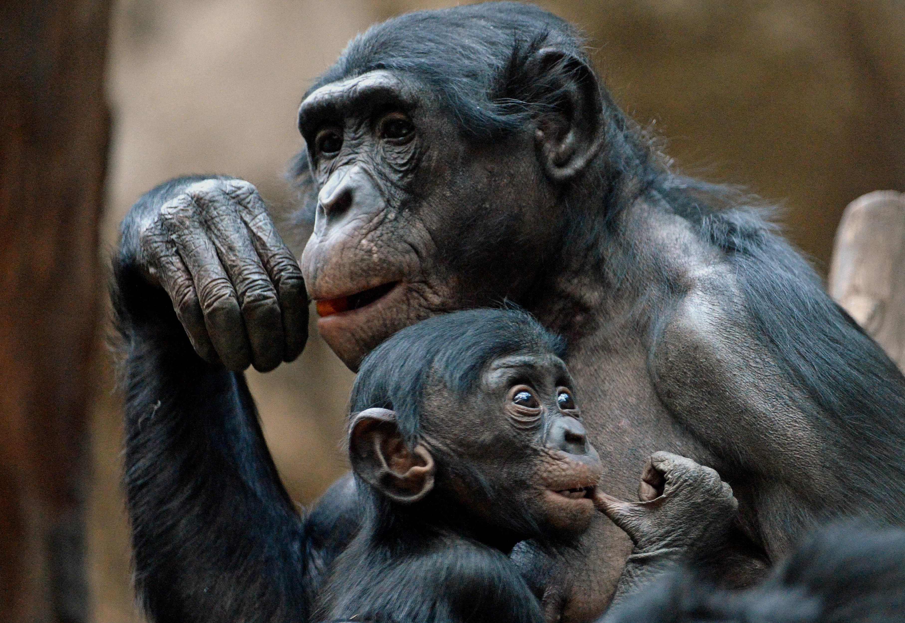 The birds, the bees and the bonobos