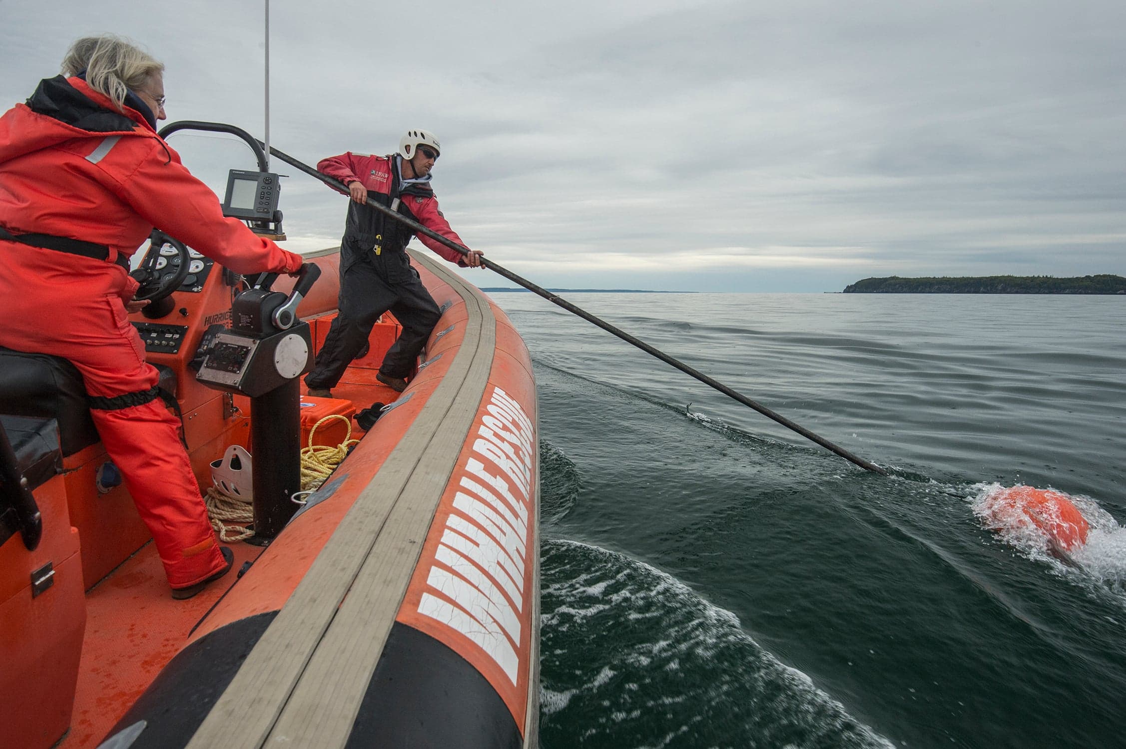 The fearless rescuers who save right whales from certain death