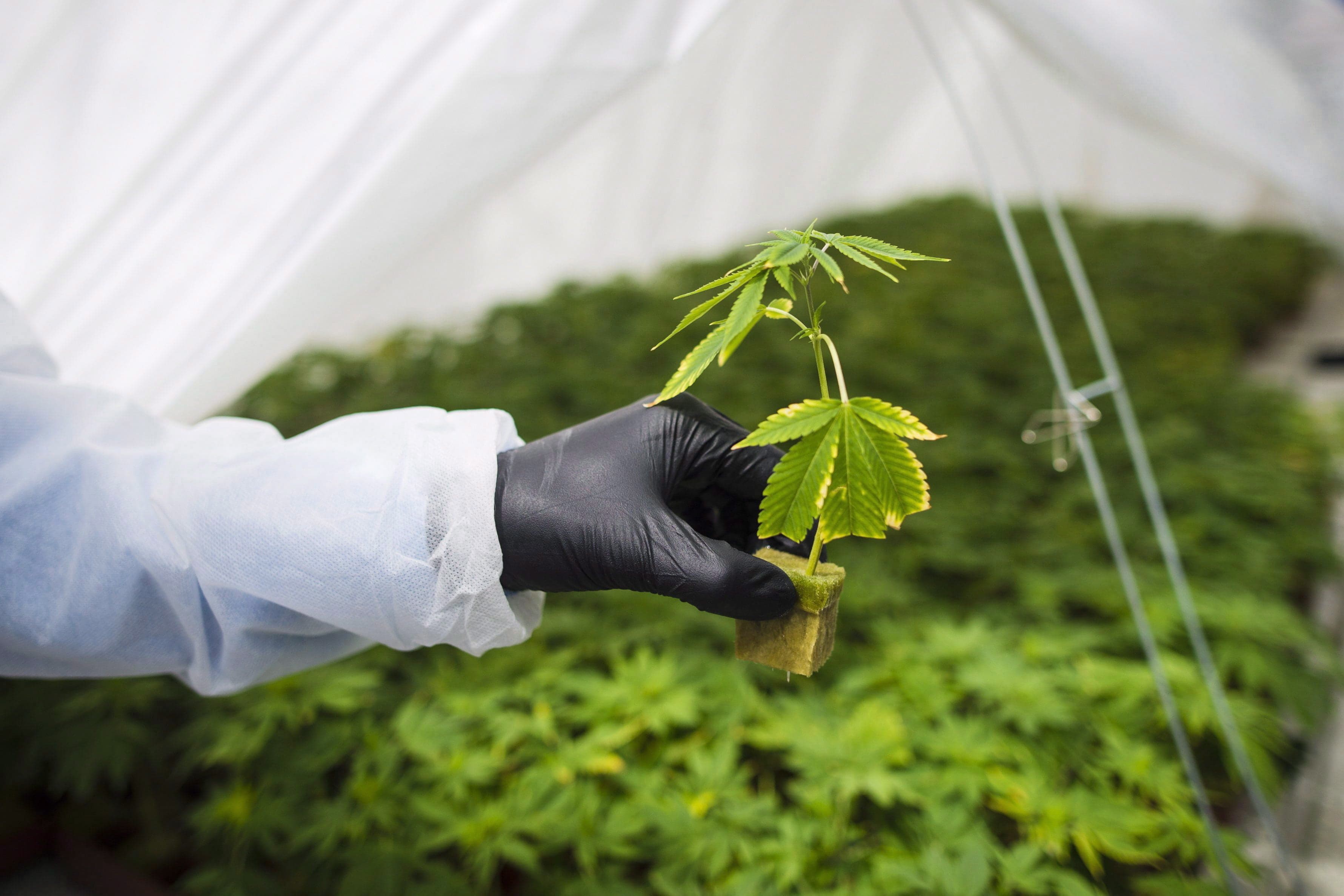 Let's not pretend pot puns will ever go out of style