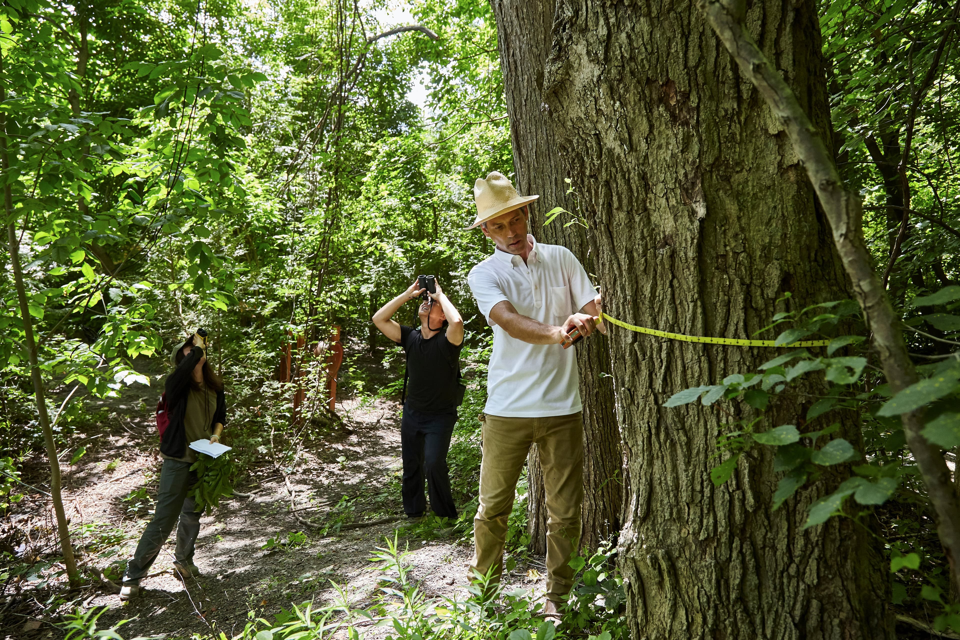 The urgent fight to save Toronto's ravines from invasive species