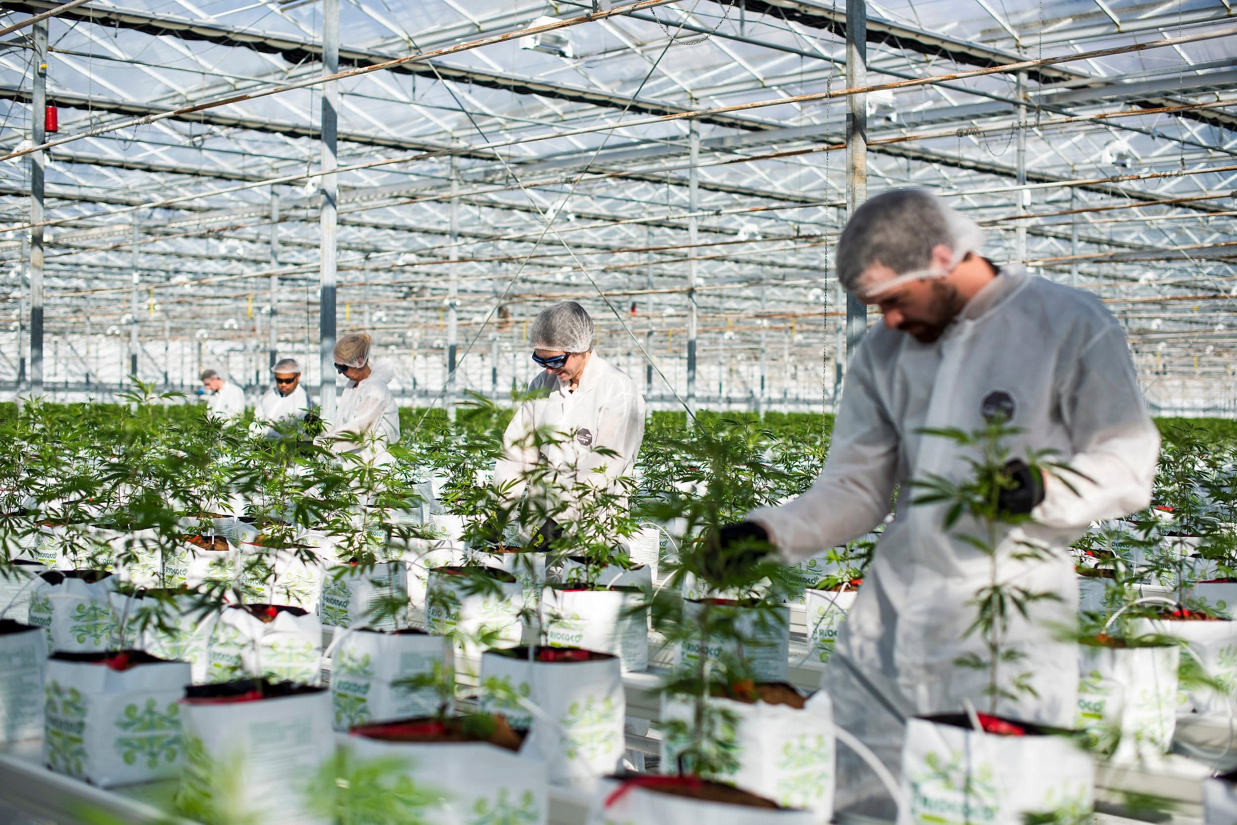 Why the Liberals can't get any political buzz out of legal weed