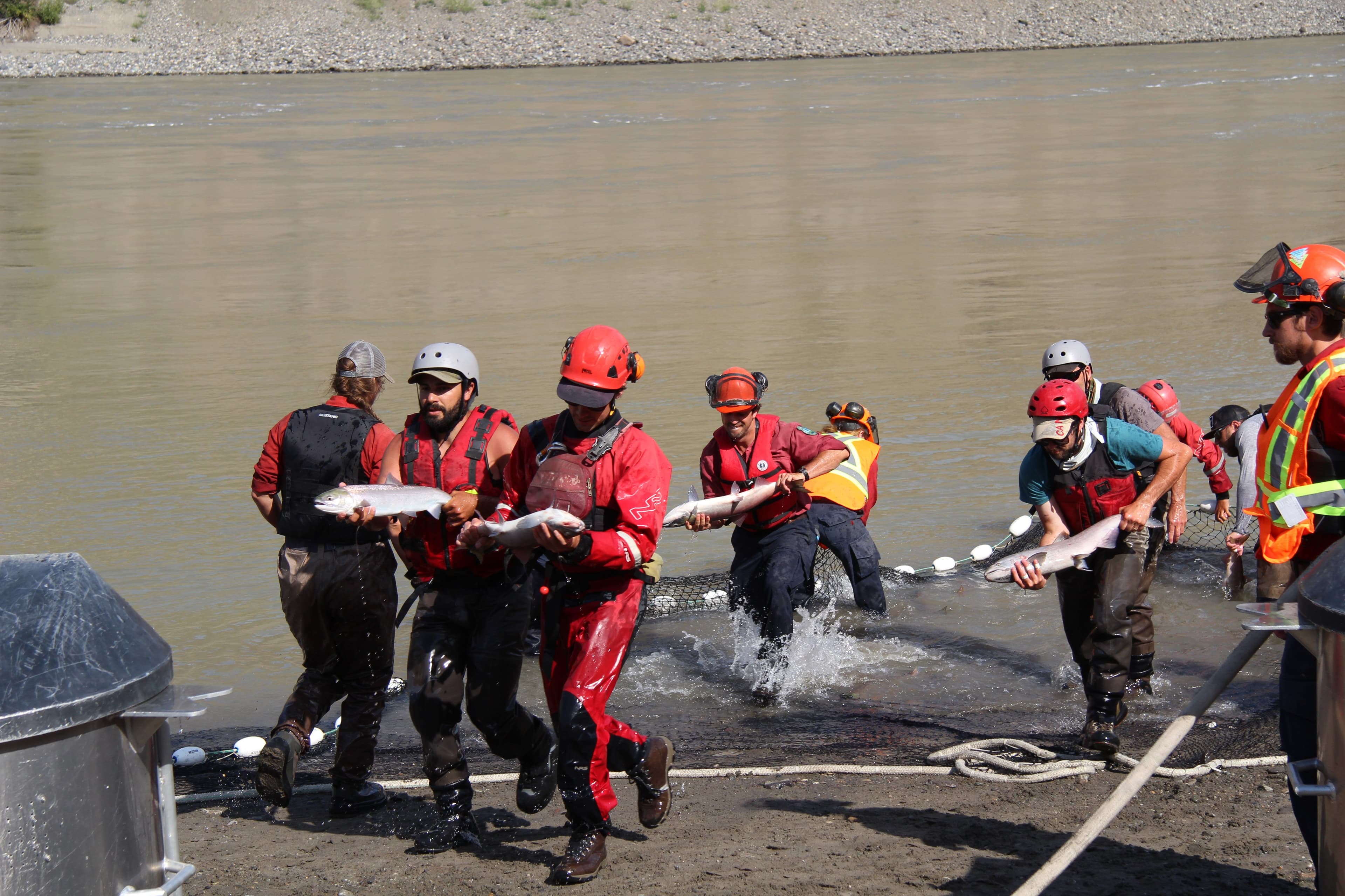 These stranded B.C. salmon are in good hands