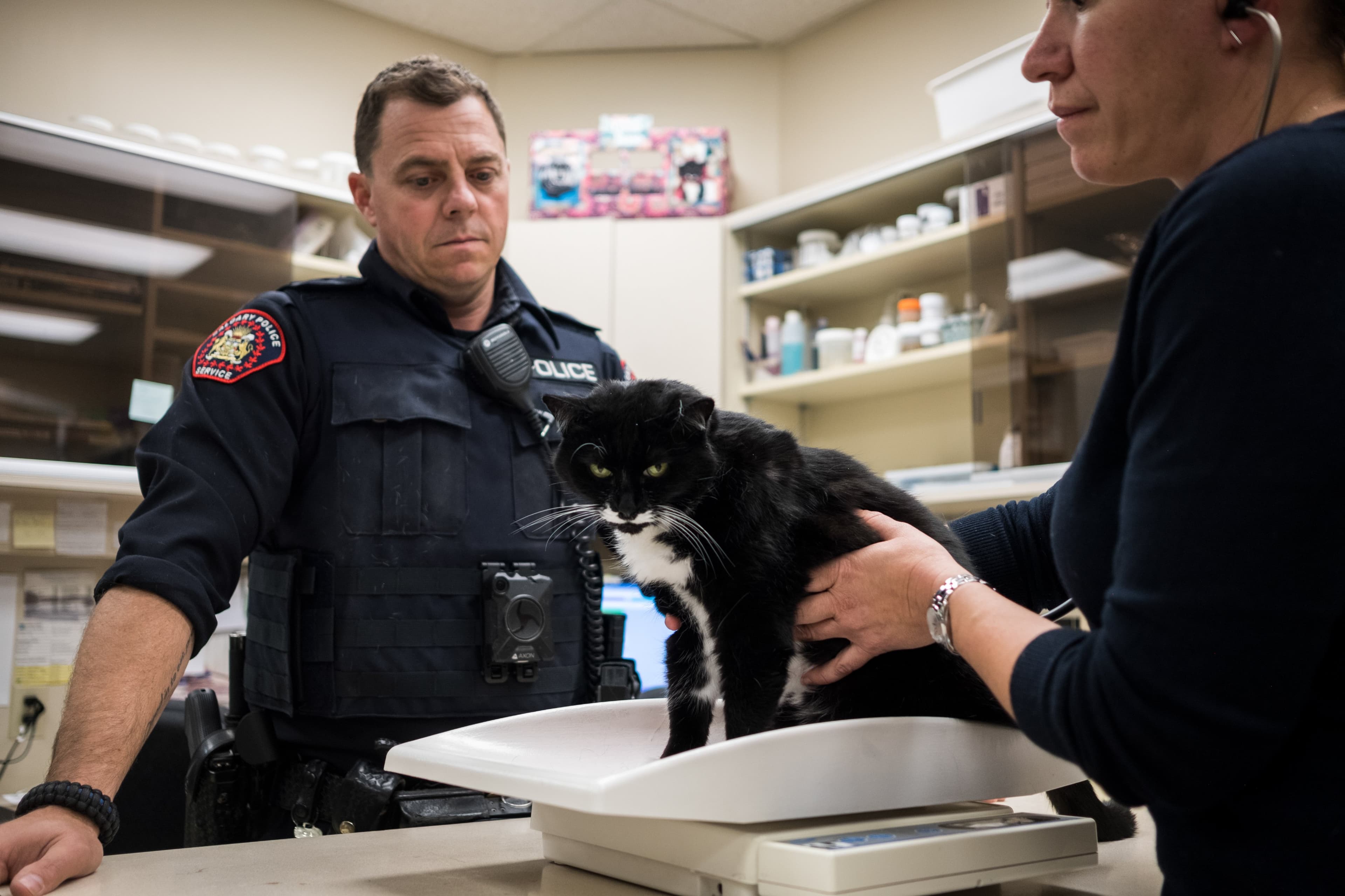 Edmonton solves its dead cat riddle—with the help of pet detectives
