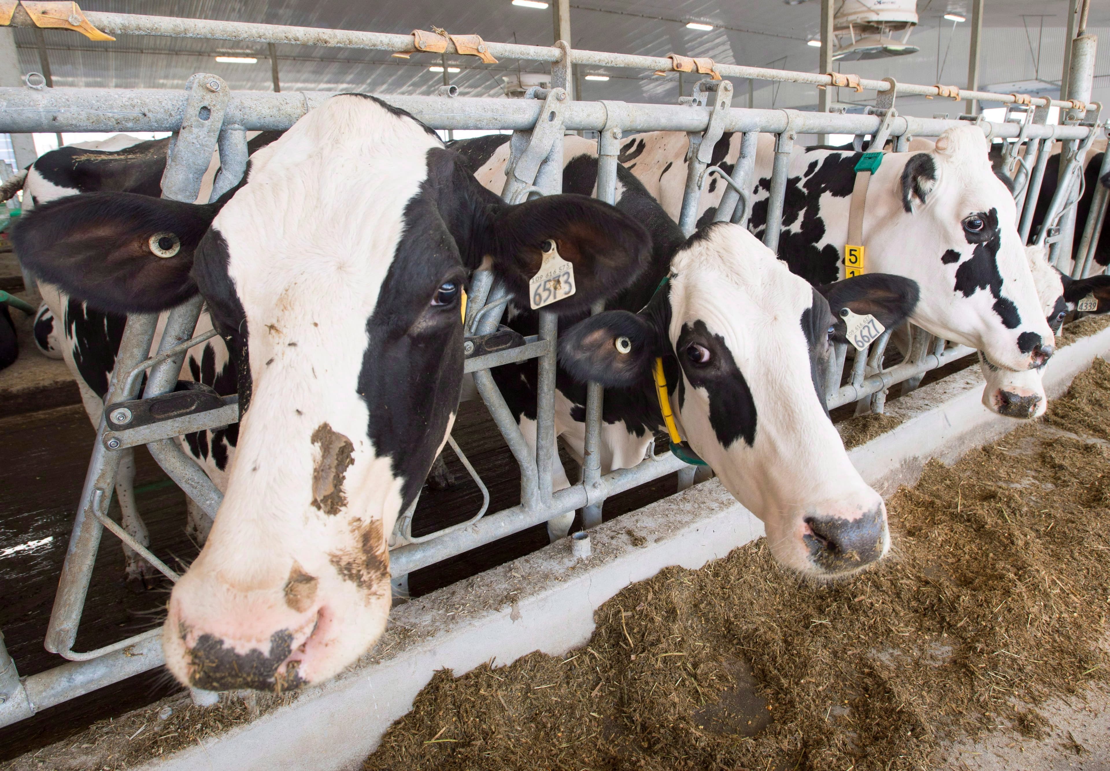 Animal and climate activists are merging—and for good reason