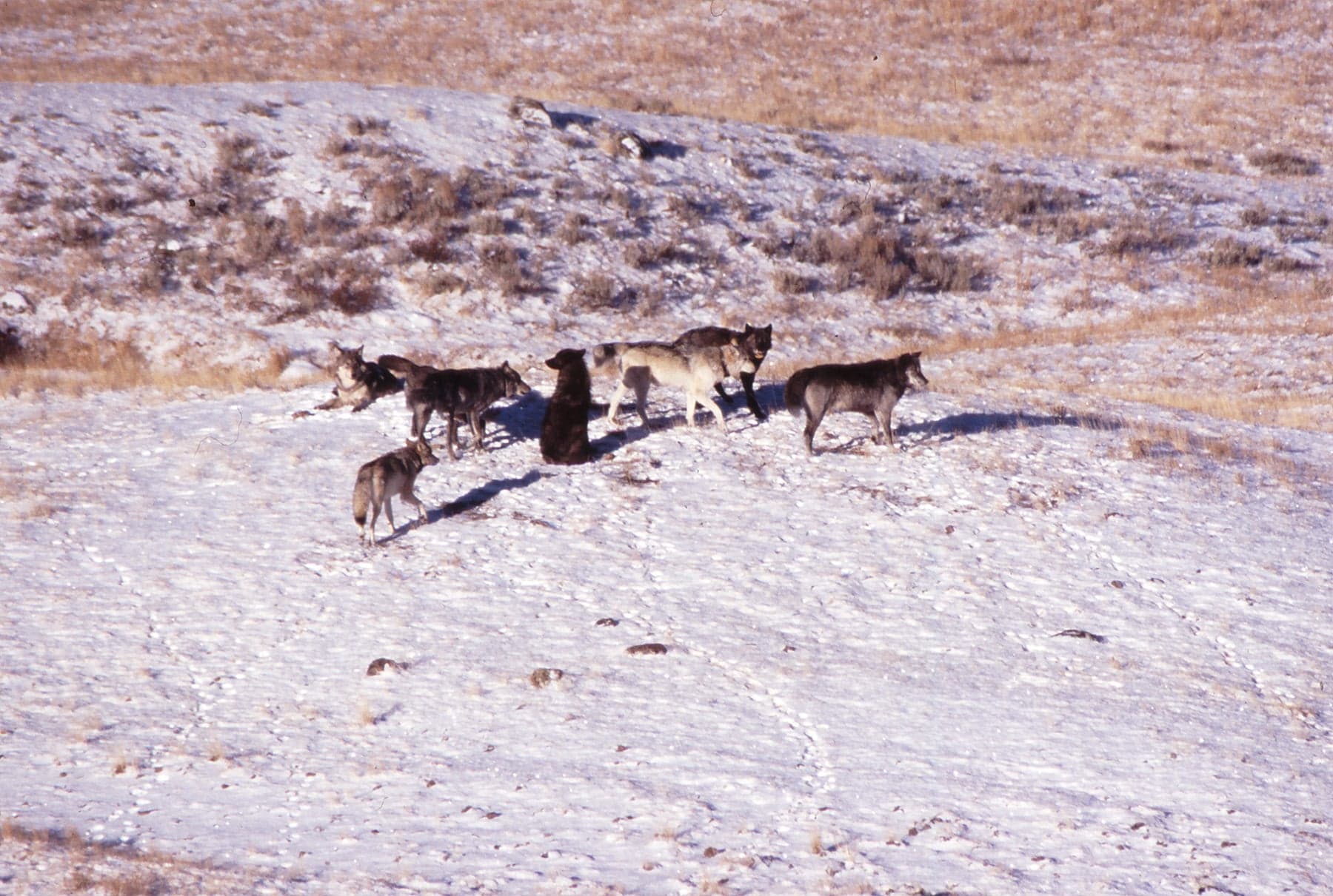 How a runt wolf from Canada became a hero