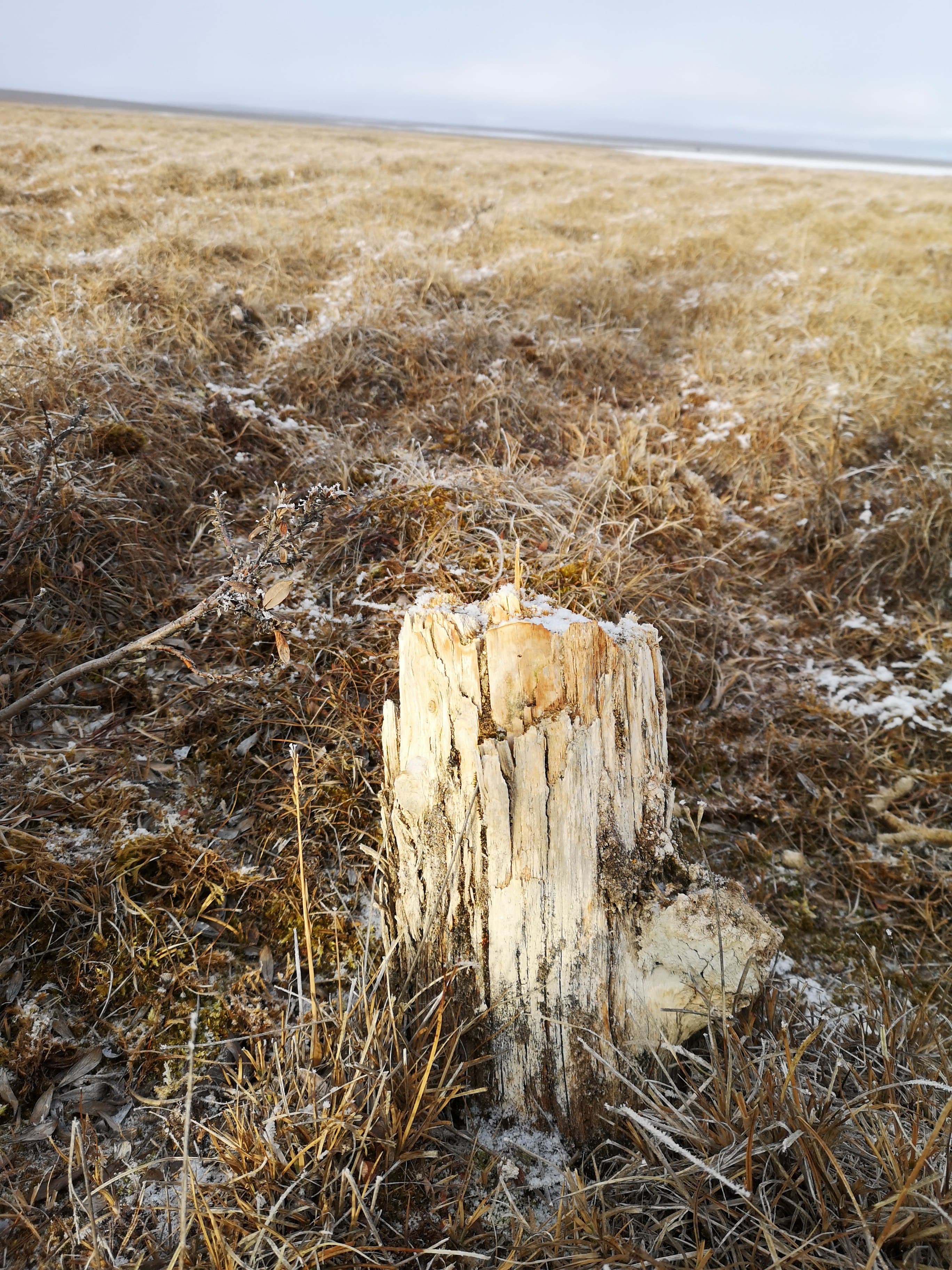This mysterious Arctic tree stump could reveal ancient secrets