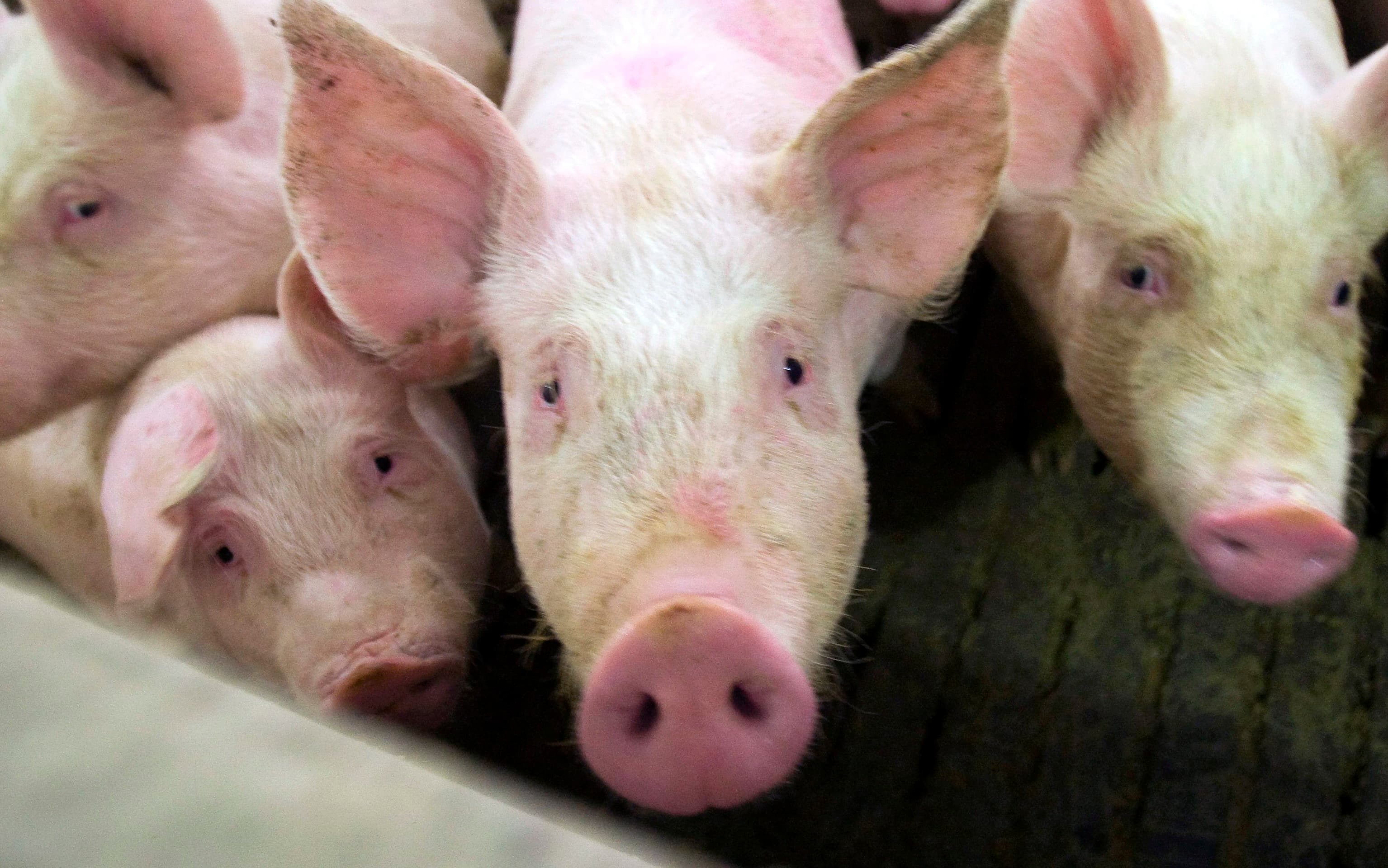 This little piggy goes to China