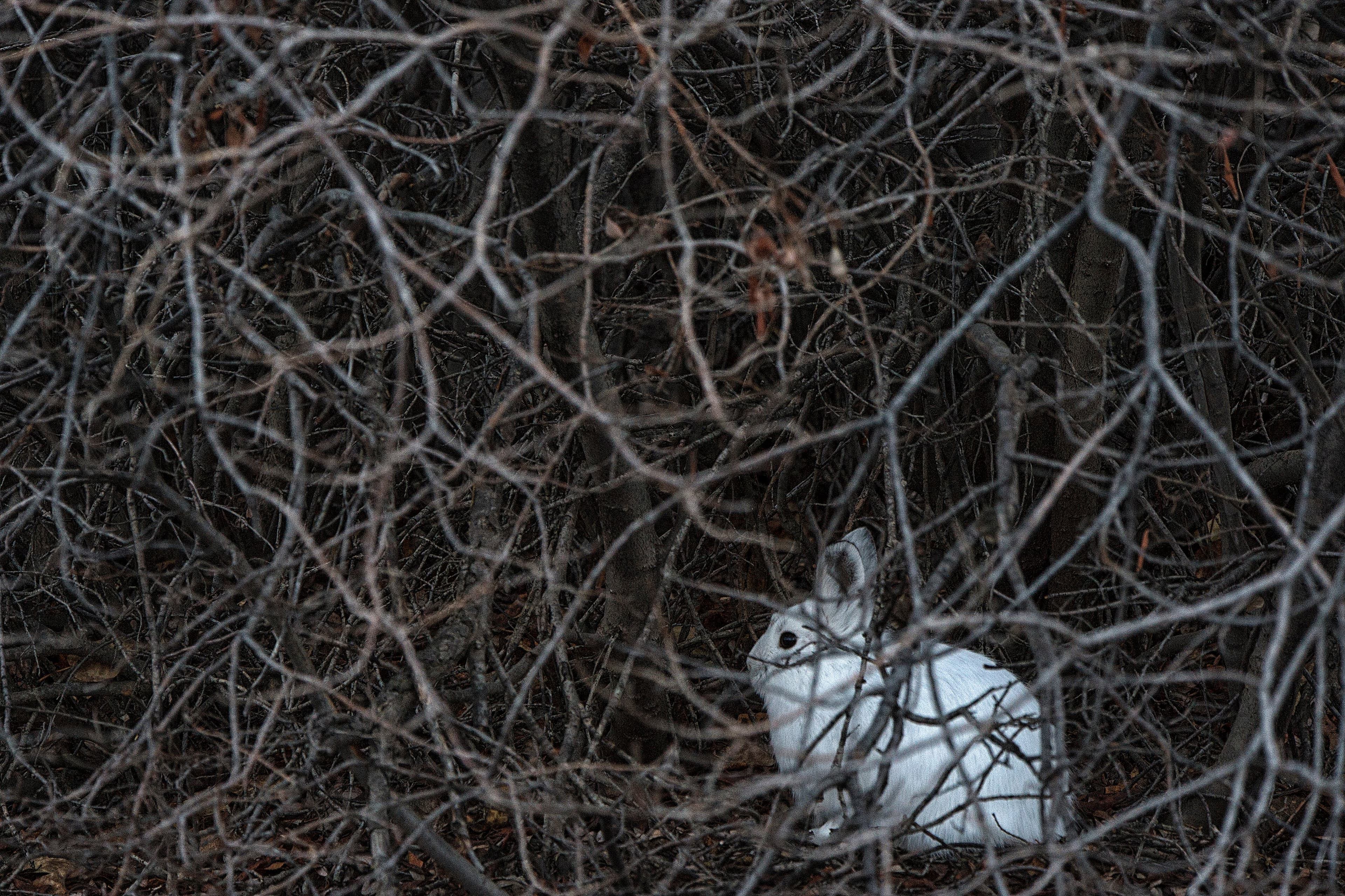 How climate change is leaving adorable snowshoe hares vulnerable
