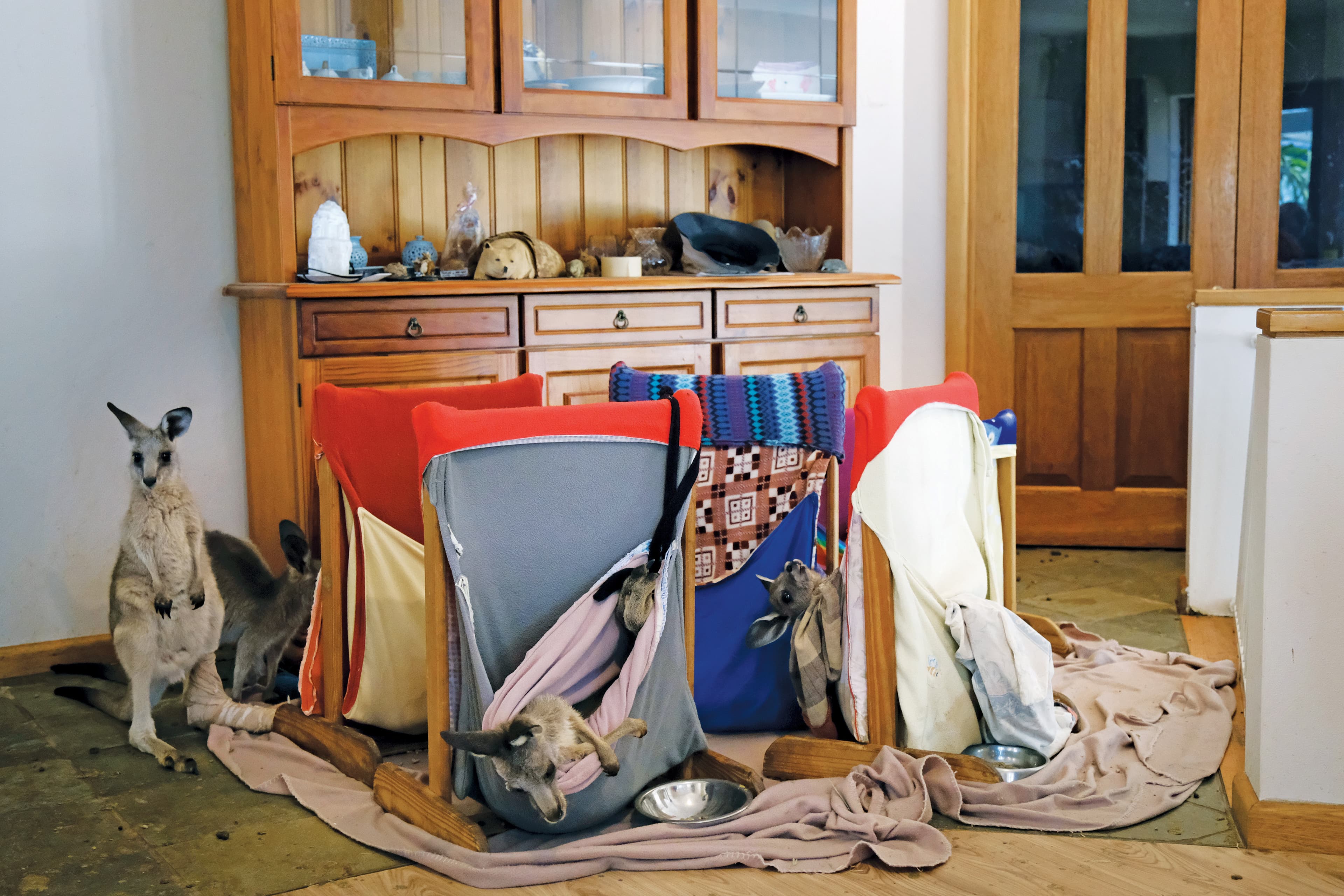 A kangaroo rescue offers sanctuary in the wake of the Australian wildfires