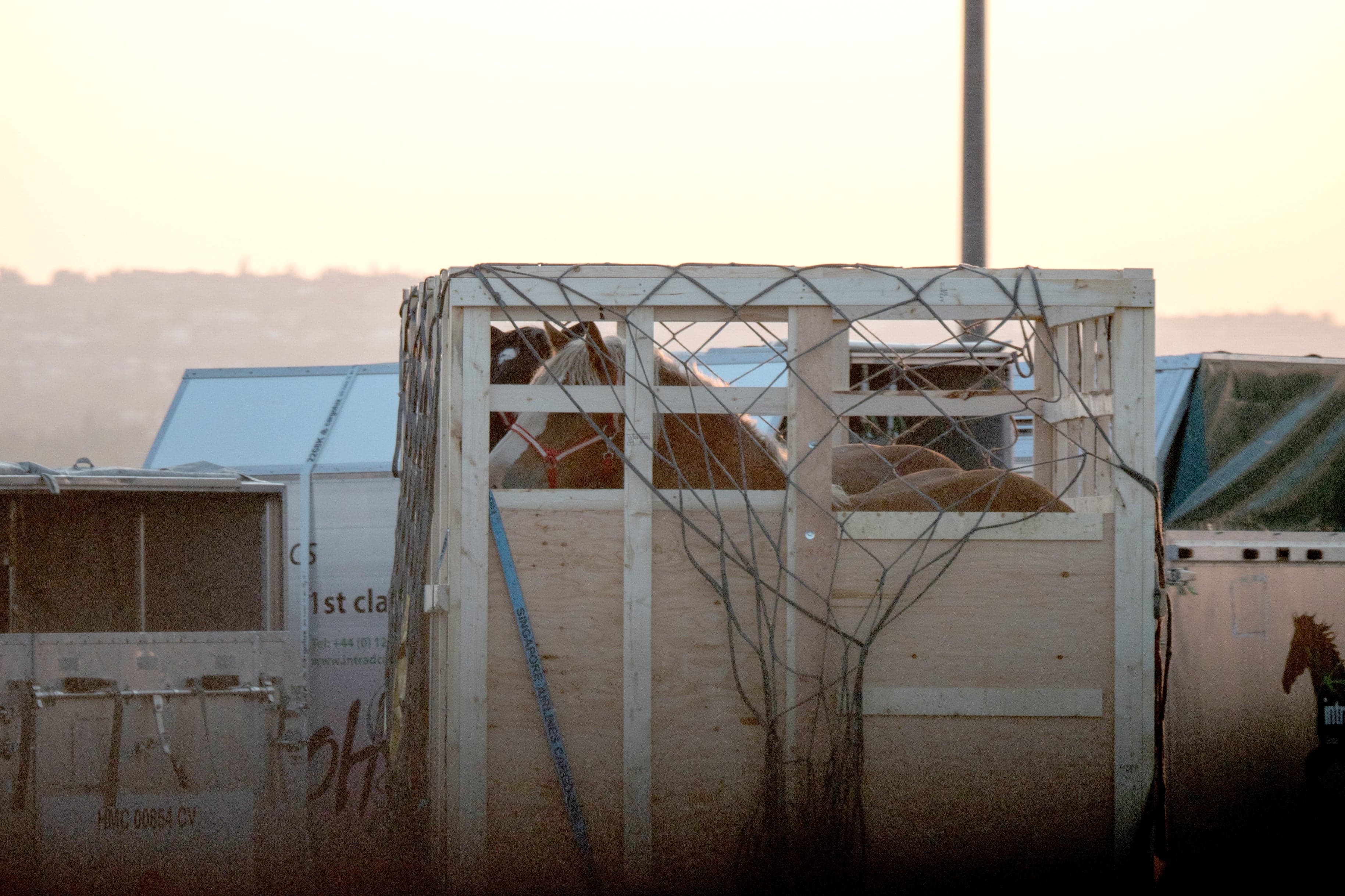 Horses travel through Calgary International Airport and are sent abroad for consumption (Courtesy of Defend Horses Canada)