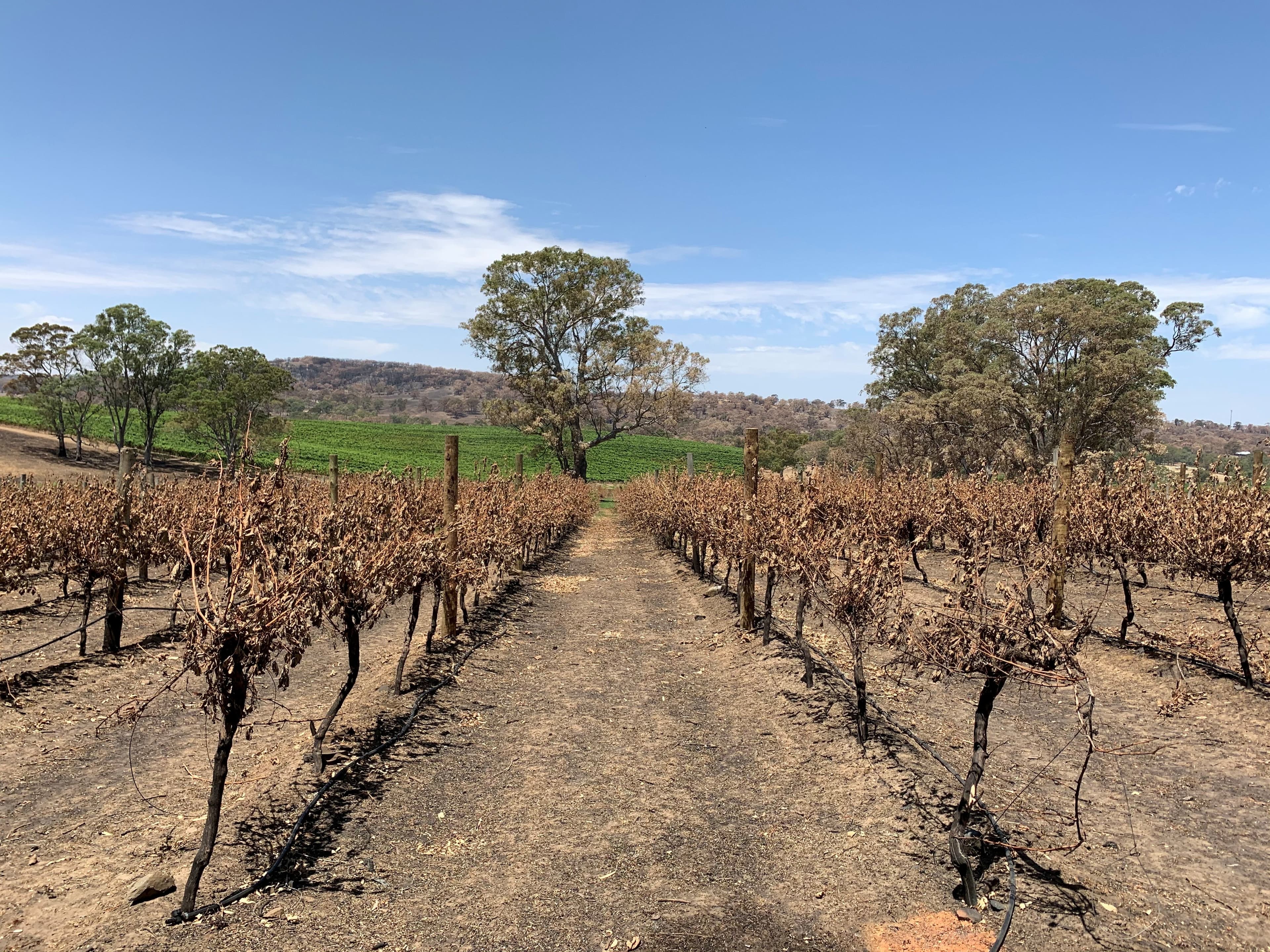 How climate change is threatening wine grapes