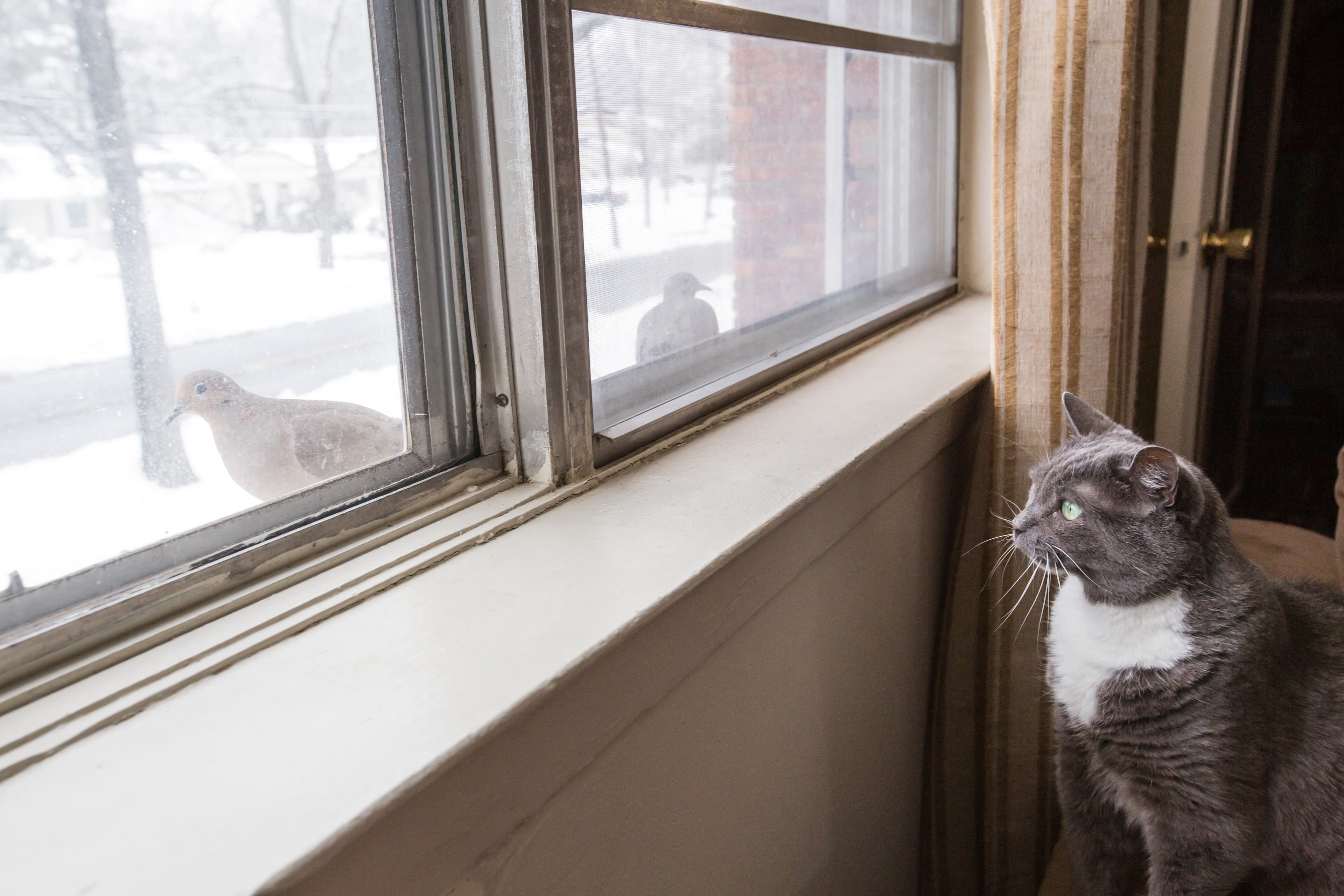 Why pet people are the animal lovers that wildlife needs