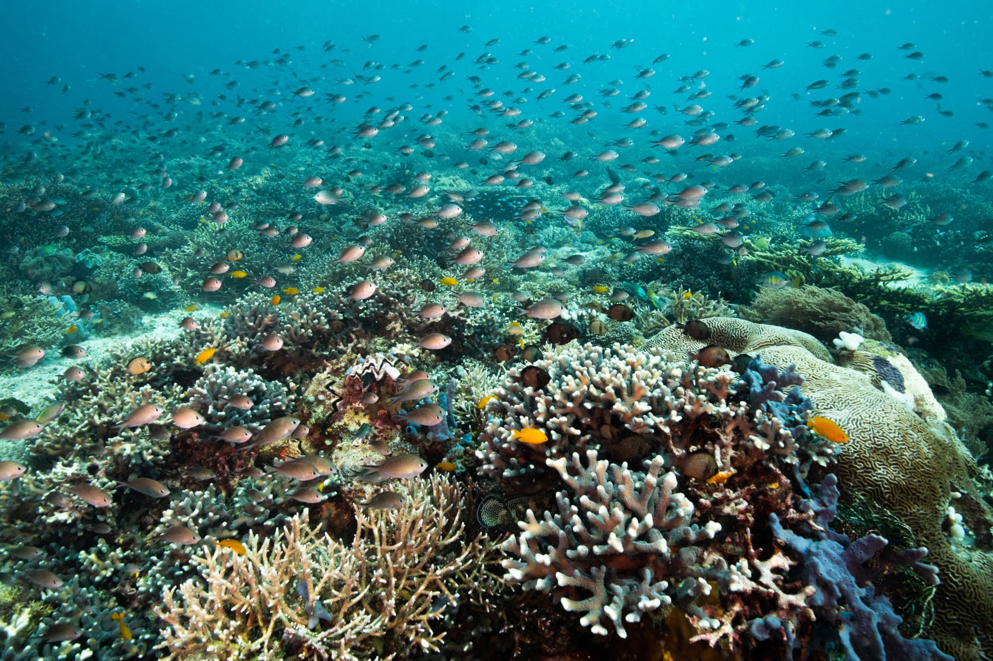 Reef fish school over top a thriving coral reef in the shallow waters of Raja Ampat, West Papua, Indonesia. Pacific Ocean. (Nick Hawkins)