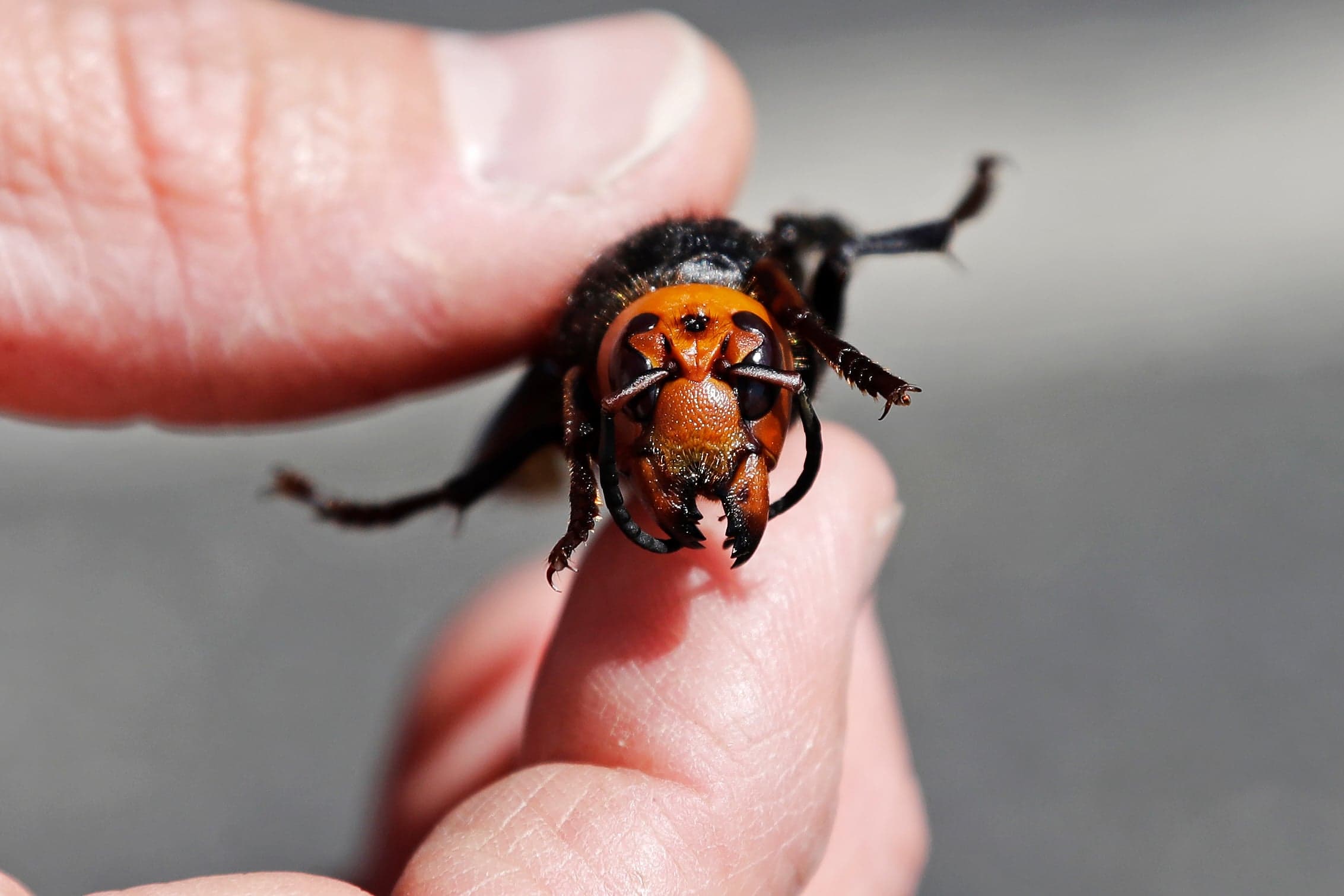 Here come the murder hornets, the Western honeybee's worst nightmare