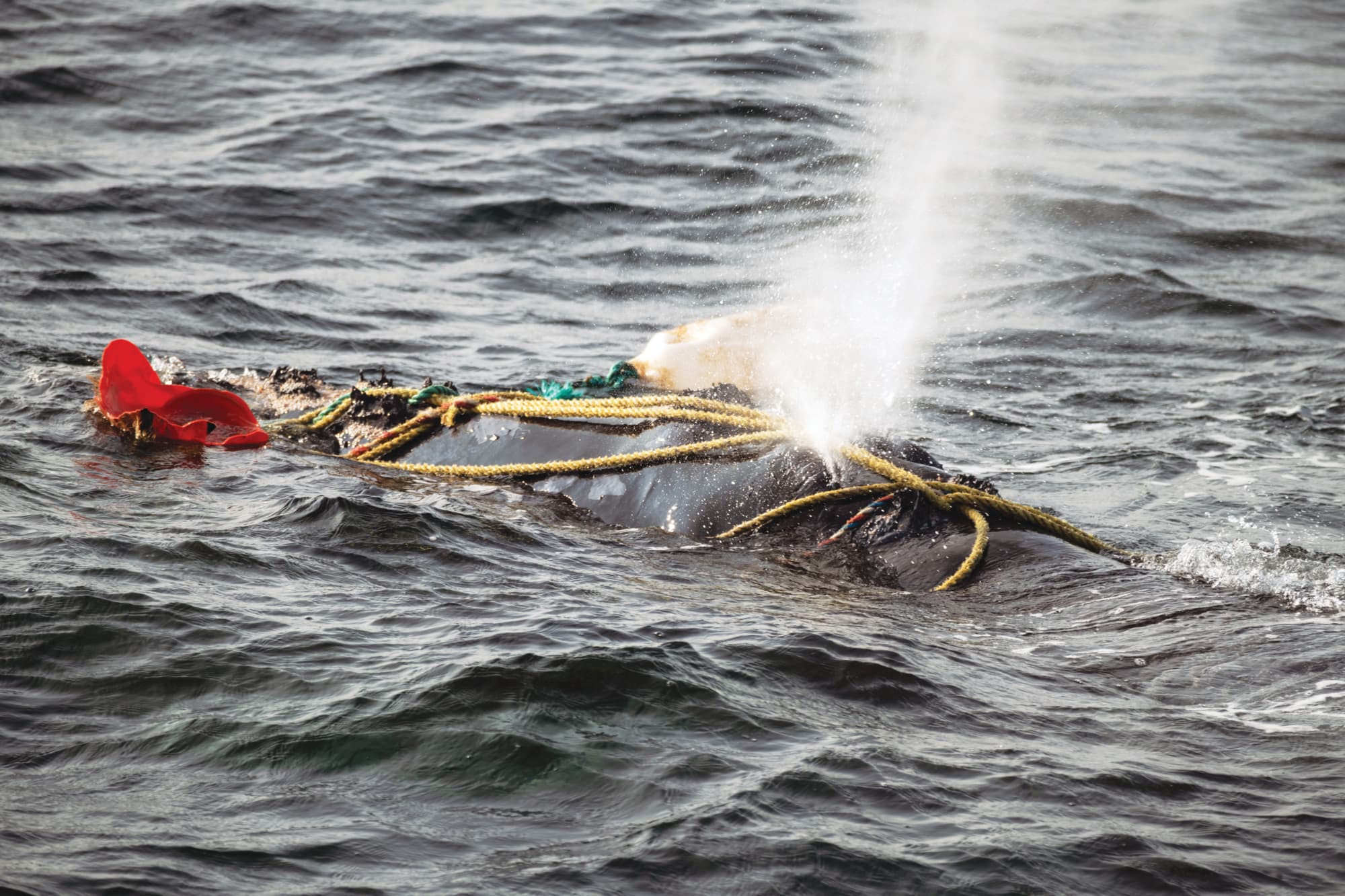 Fishing ropes wrap over the blowhole of a severely entangled North Atlantic right whale in the Gulf of Saint Lawrence, Canada. (Nick Hawkins)