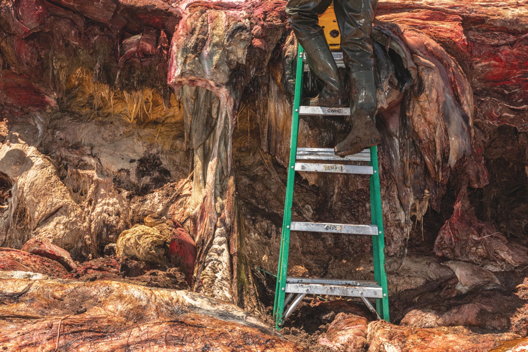 A vet ascends a ladder during the necropsy of right whale "Punctuation" in Cheticamp, Nova Scotia, Canada. June 2019. (Nick Hawkins)