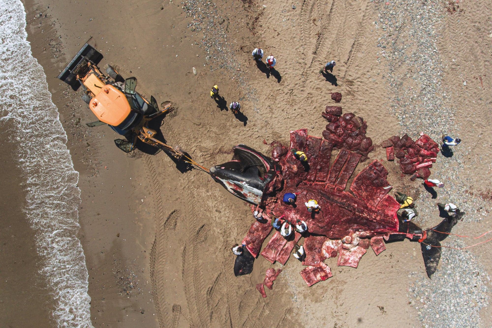 Wolverine’s body is studied by a team of more than two dozen biologists and veterinarians (Nick Hawkins)