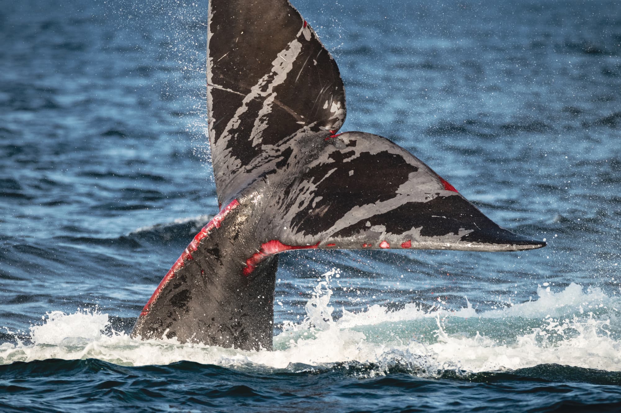 A North Atlantic right whale struggles to free itself from being entangled in fishing gear in the Gulf of Saint Lawrence, Canada (Nick Hawkins)