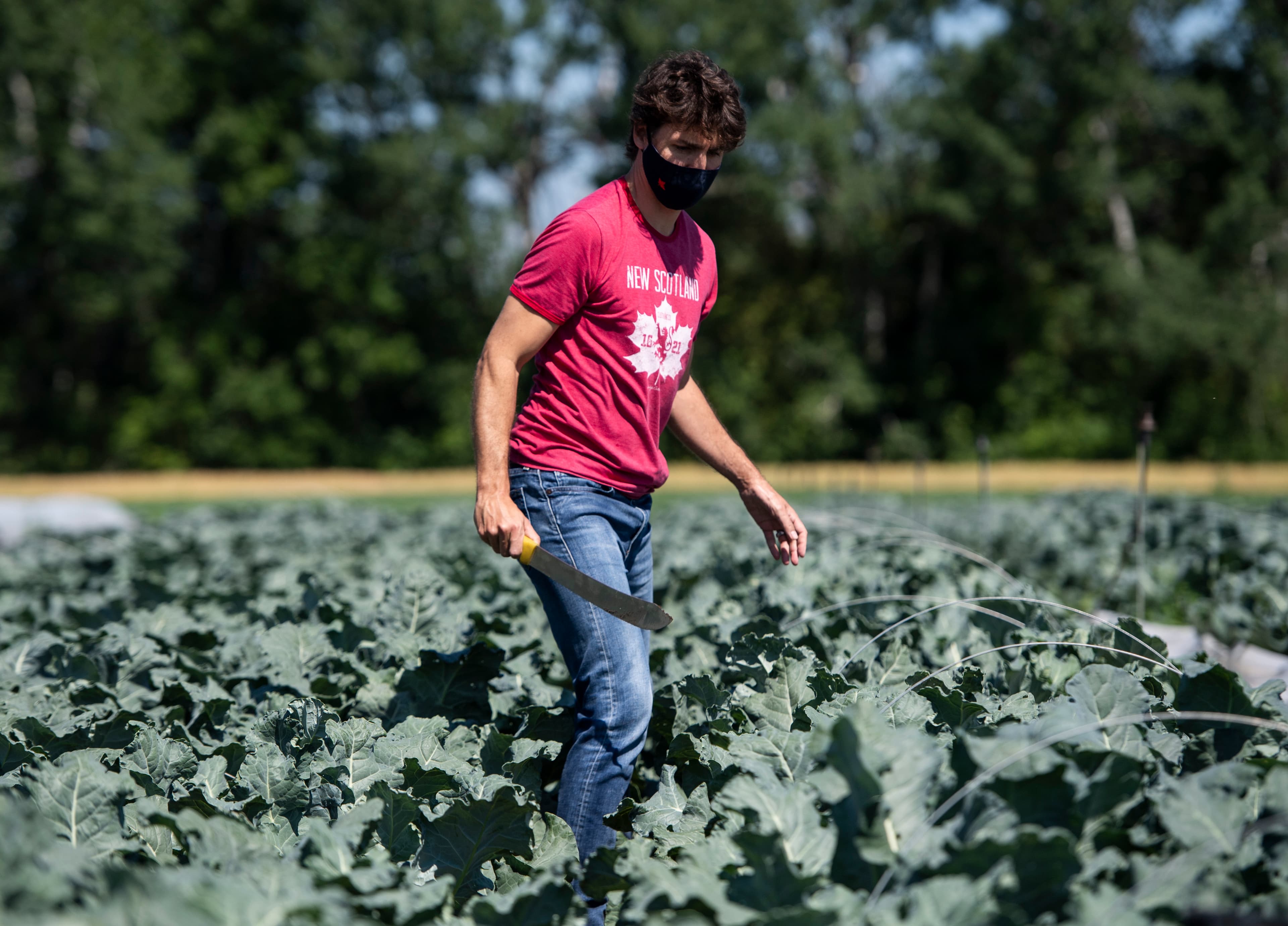 Prime Minister, how much broccoli did your family eat? In detail!