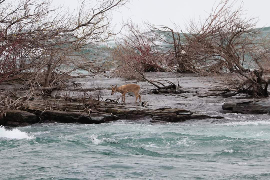 The loneliest deer in Niagara Falls
