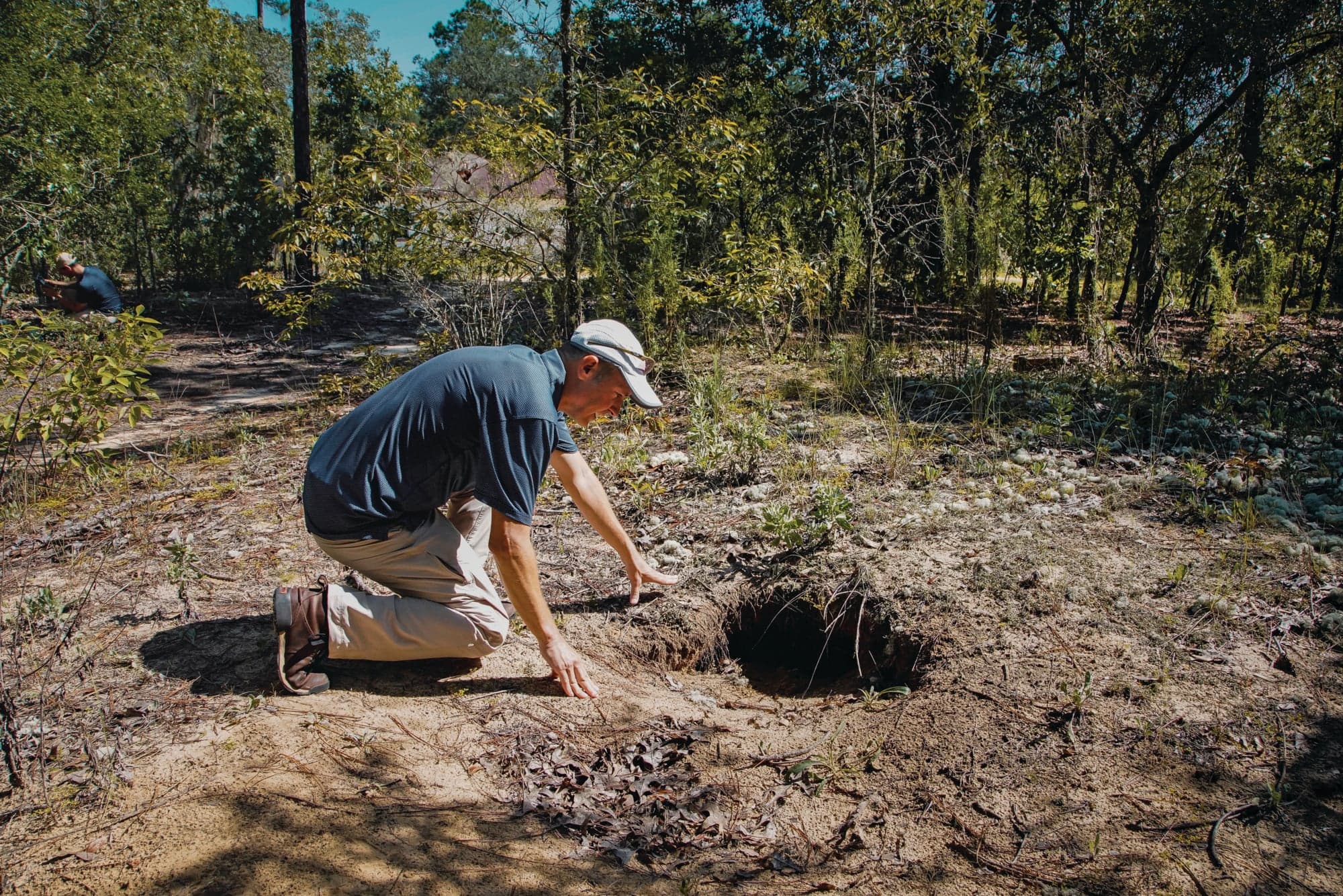 McBrayer inspects the nest of a gopher tortoise (Photograph by Nicole Craine)