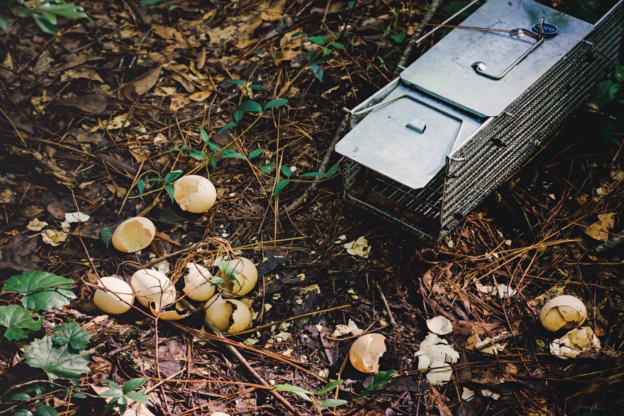 Broken eggshells outside a tegu trap (Photograph by Nicole Craine)