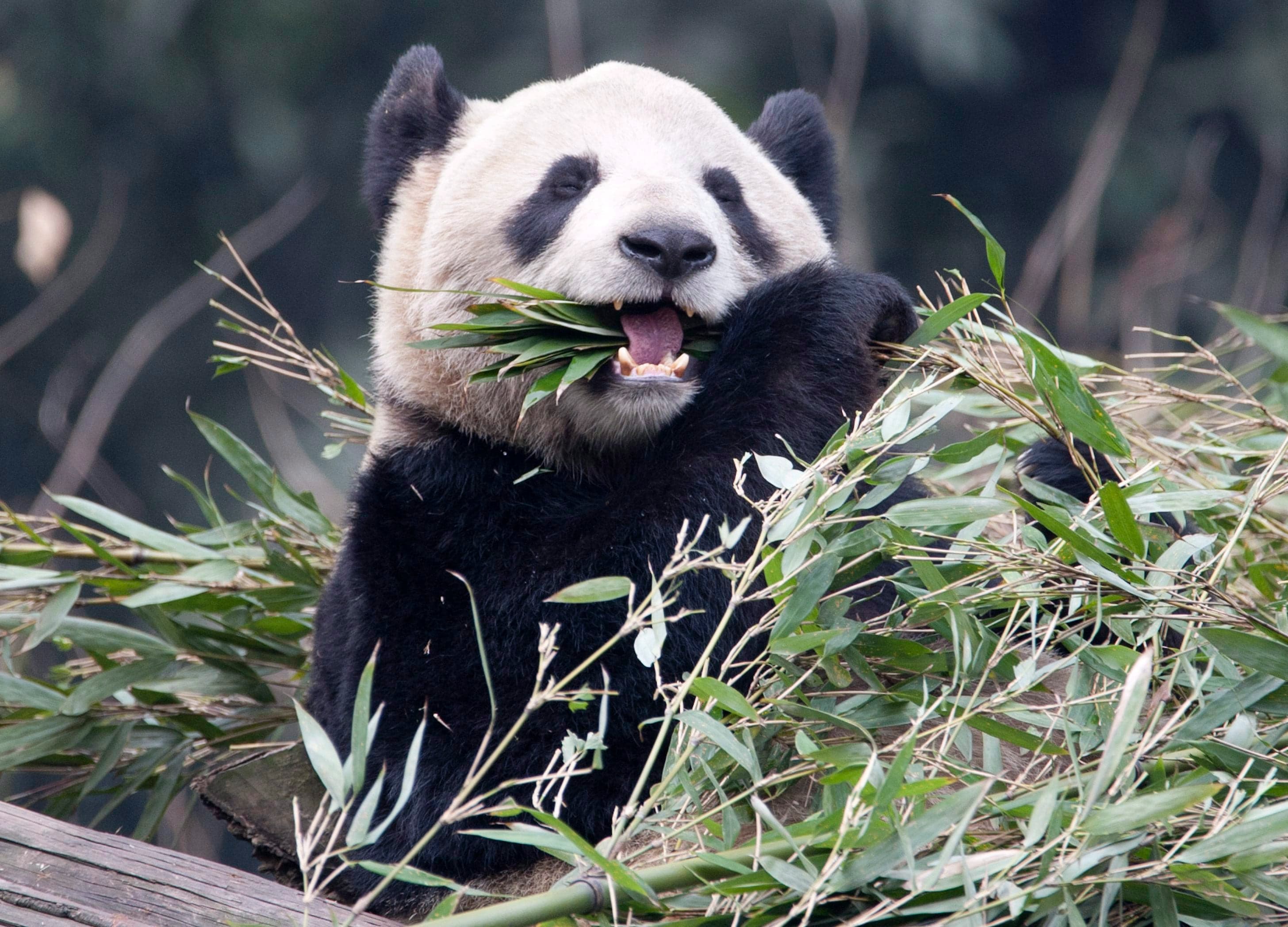 Calgary's pandas are getting desperate. They need a flight home.