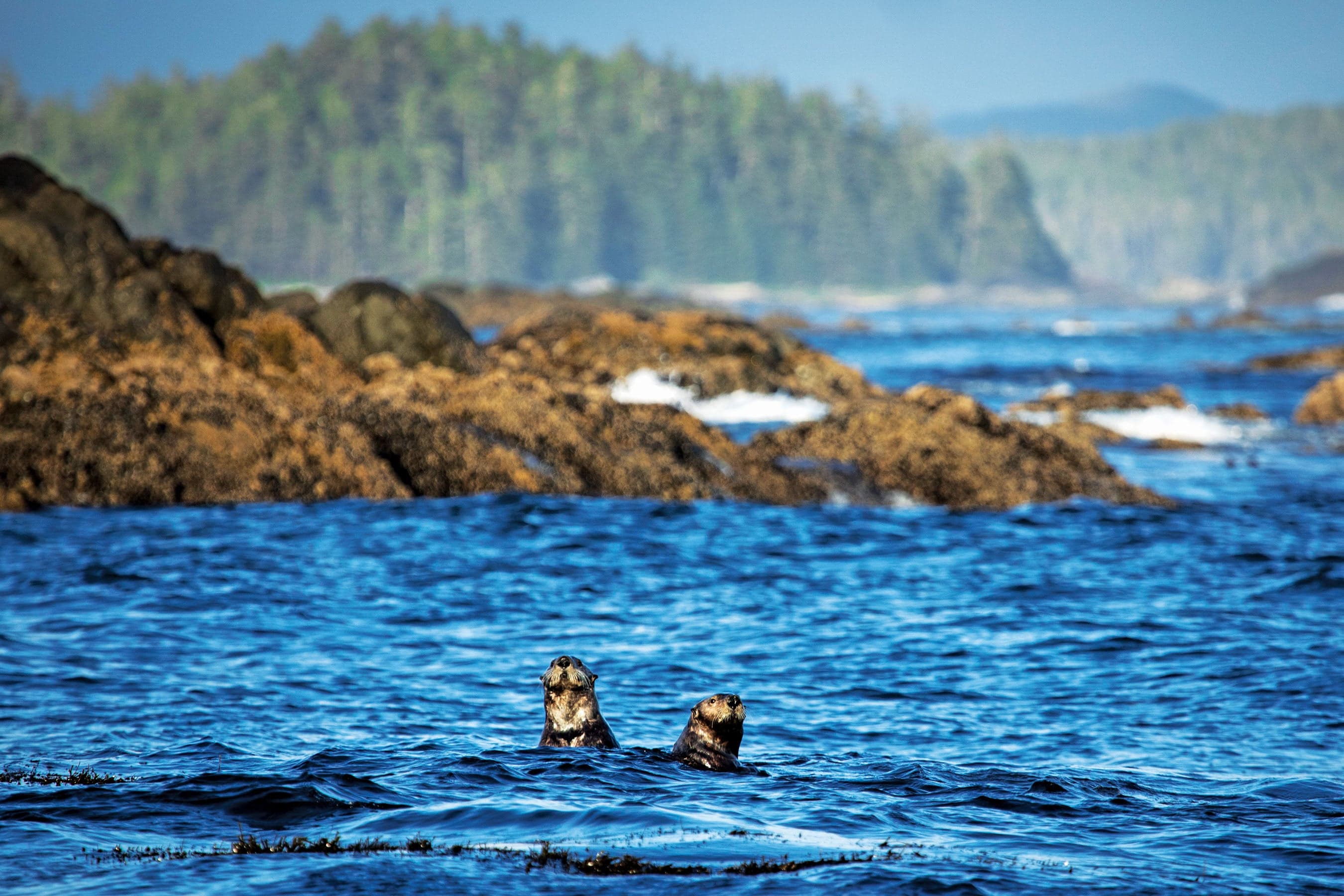 Sea otters are back with a worrying vengeance in B.C.