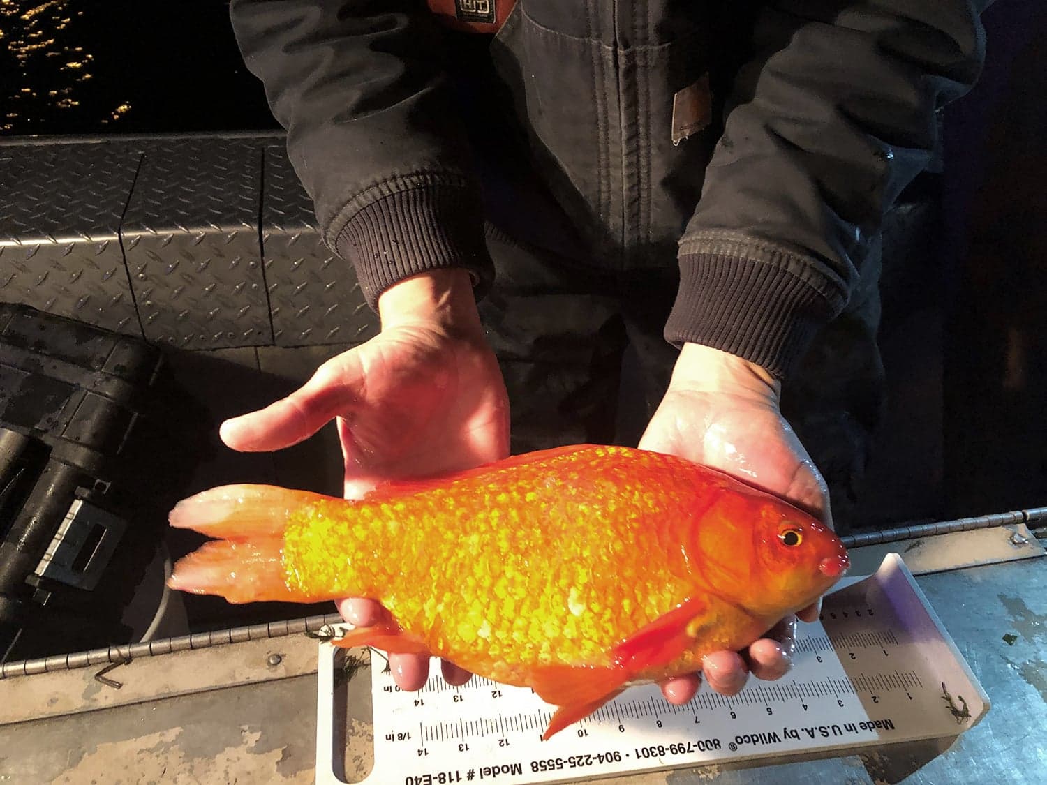 The goldfish invasion of Hamilton Harbour