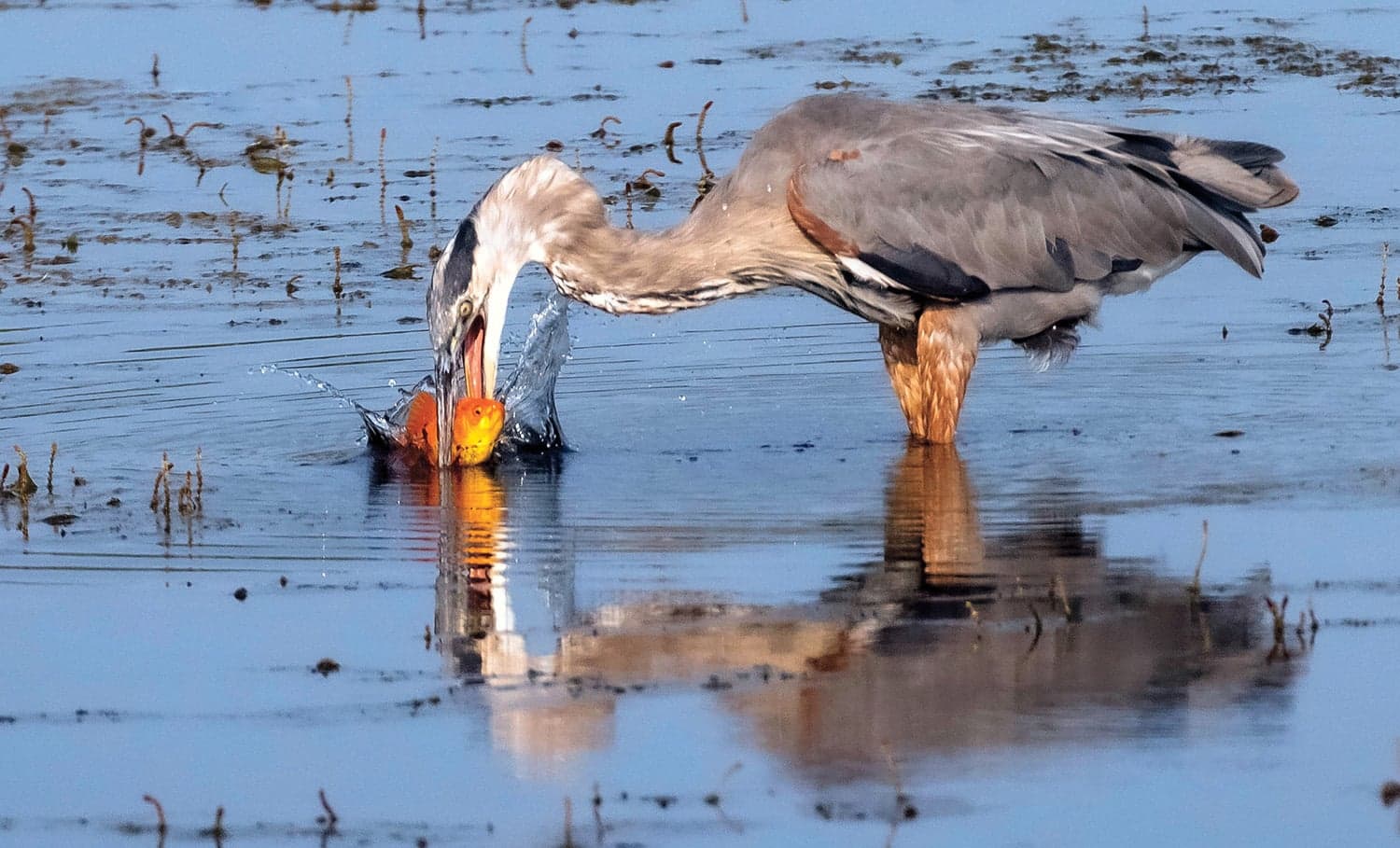 A great blue heron feeds on a goldfish; the population explosion has stressed the area’s ecosystem (Courtesy of Jeff Hunking/Fisheries and Oceans Canada)