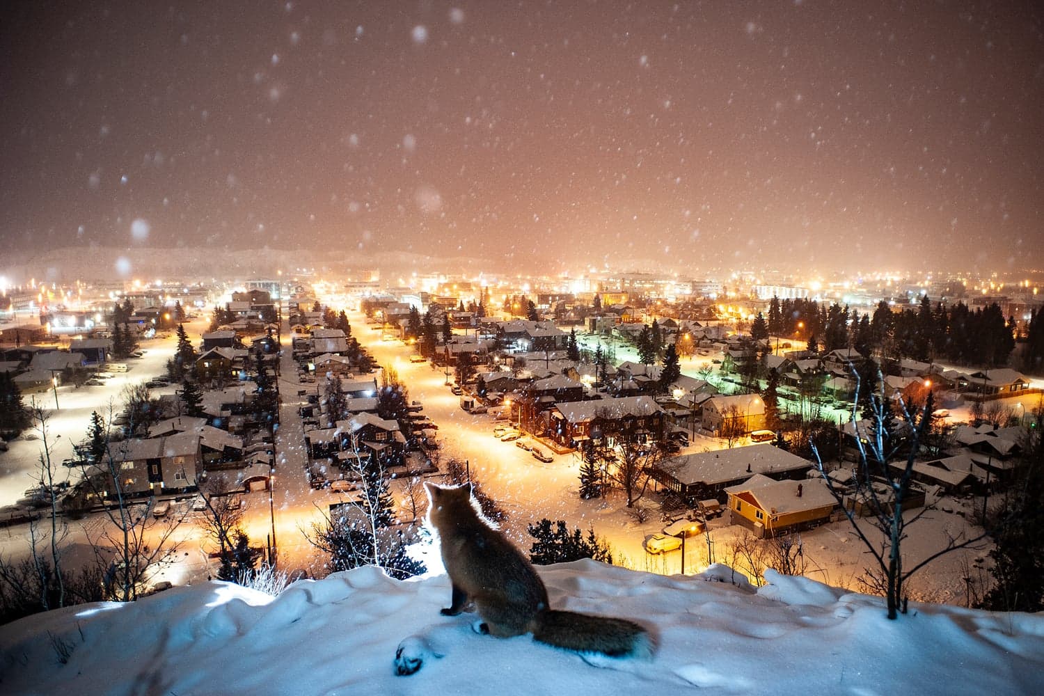 The urban foxes of Whitehorse