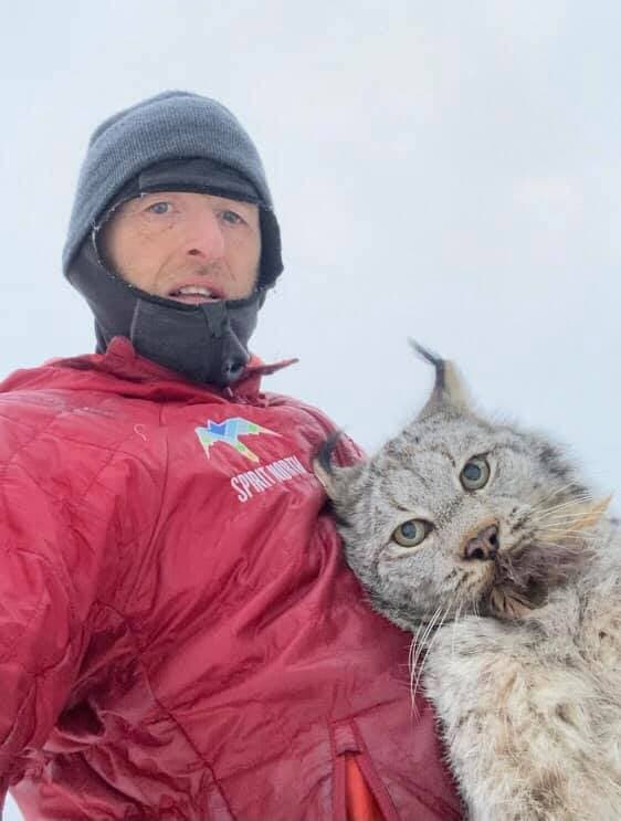How do you pick up a wild lynx? Damned carefully.