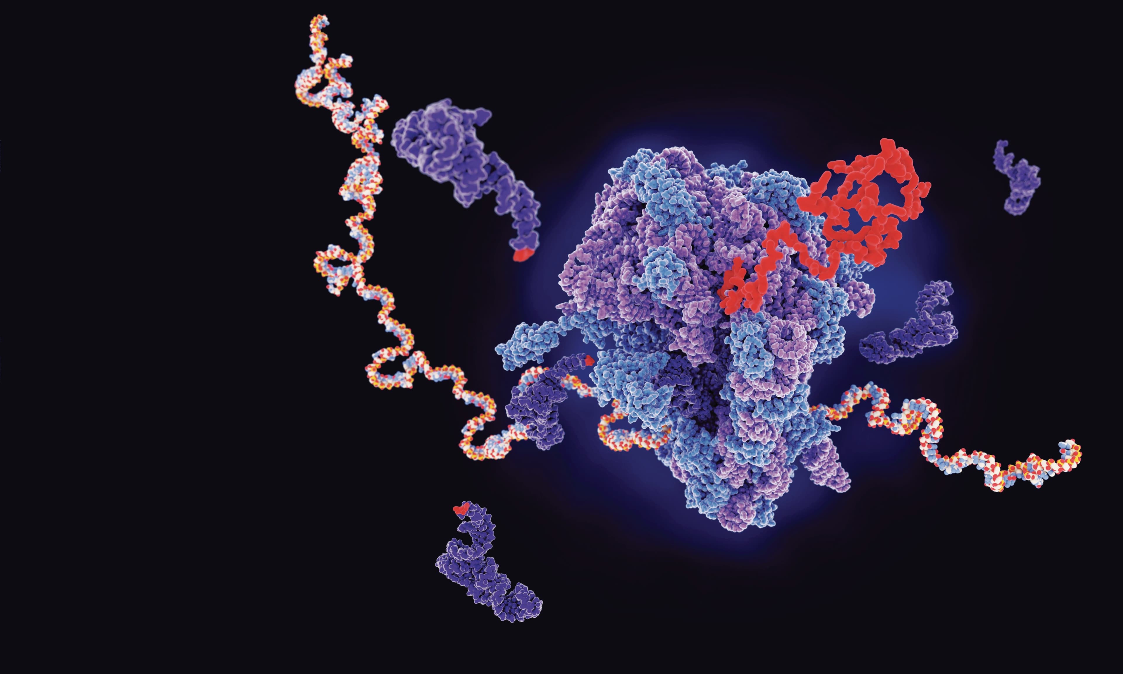 Researchers looking for mRNA were ridiculed by colleagues. Luckily, that didn’t stop them.