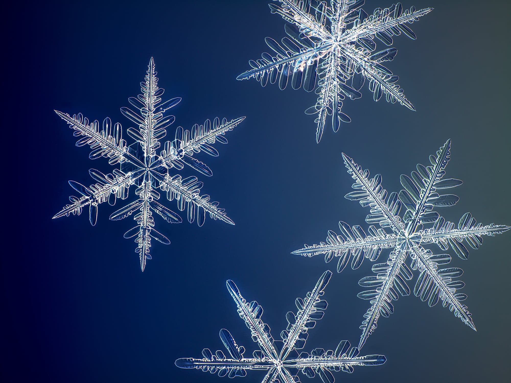 Yellowknife Flurry (Nathan Myhrvold/Modernist Cuisine Gallery, LLC)