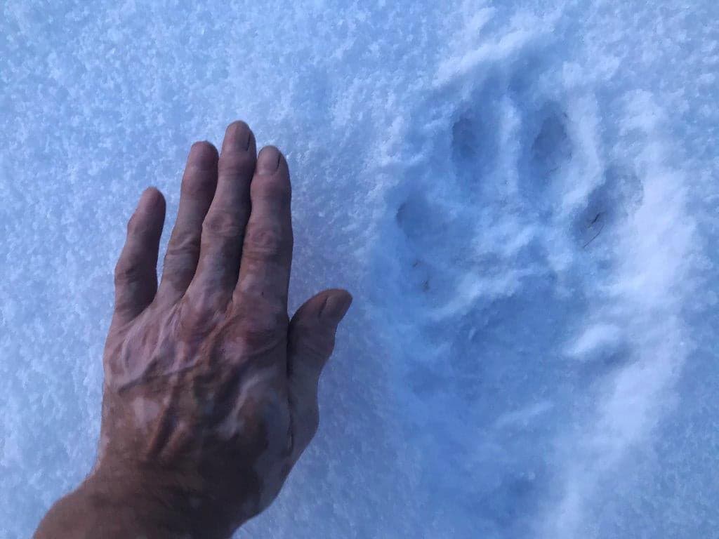 One giant paw-print stirs an age-old debate: how big can a wolf be?