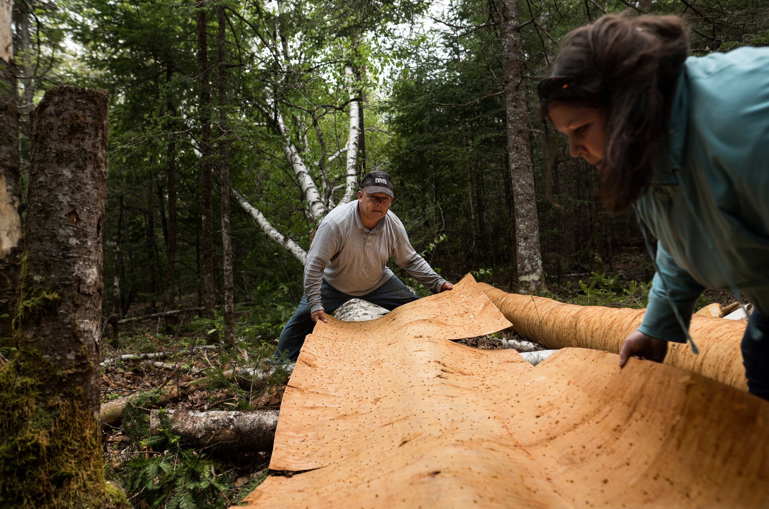 Labrador rolling up a length of birchbark with Melissa (Darren Calabrese)