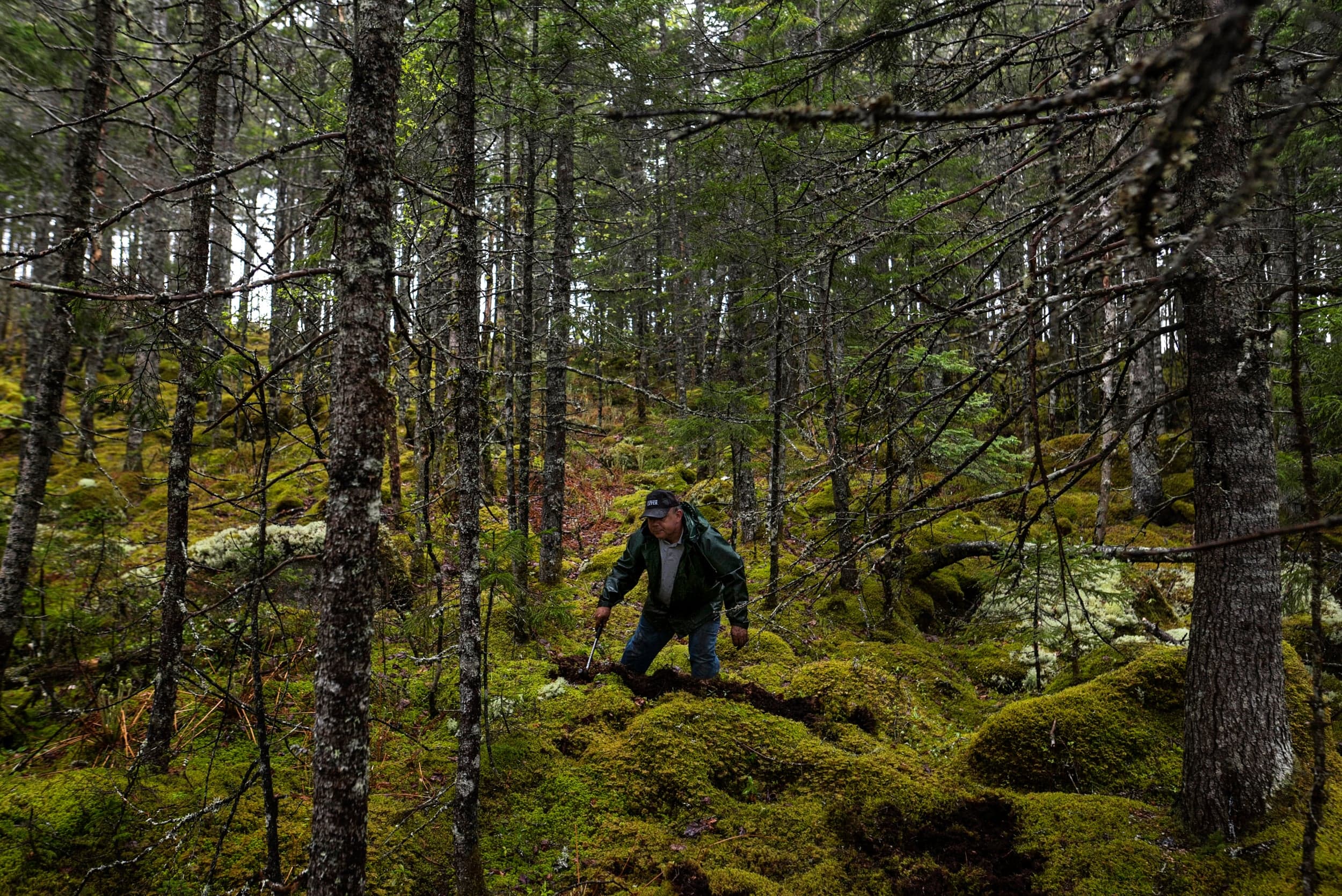 Labrador digging for spruce roots (Darren Calabrese)