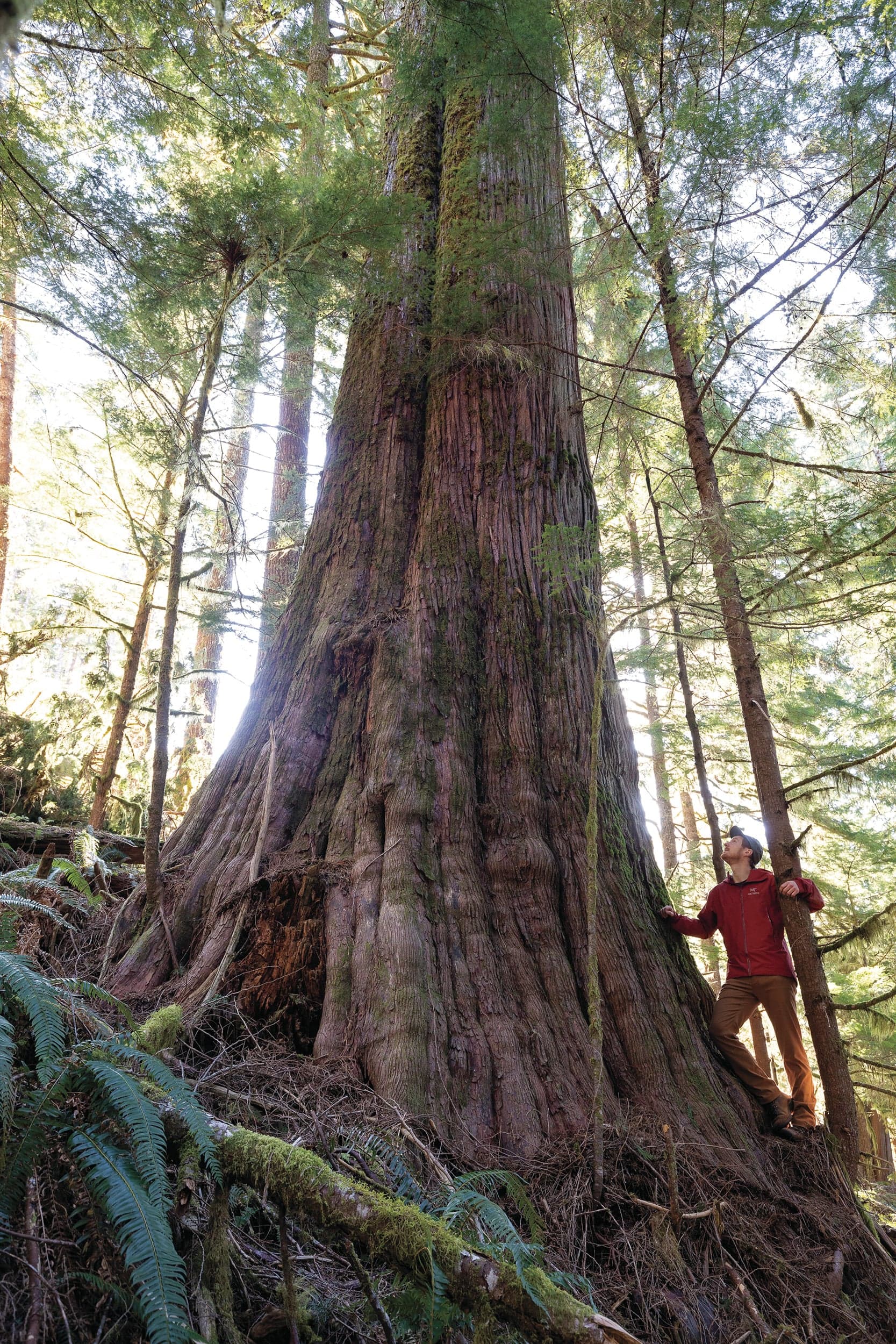 If you thought the cutting of B.C.’s ancient forests was winding down, you’d be wrong