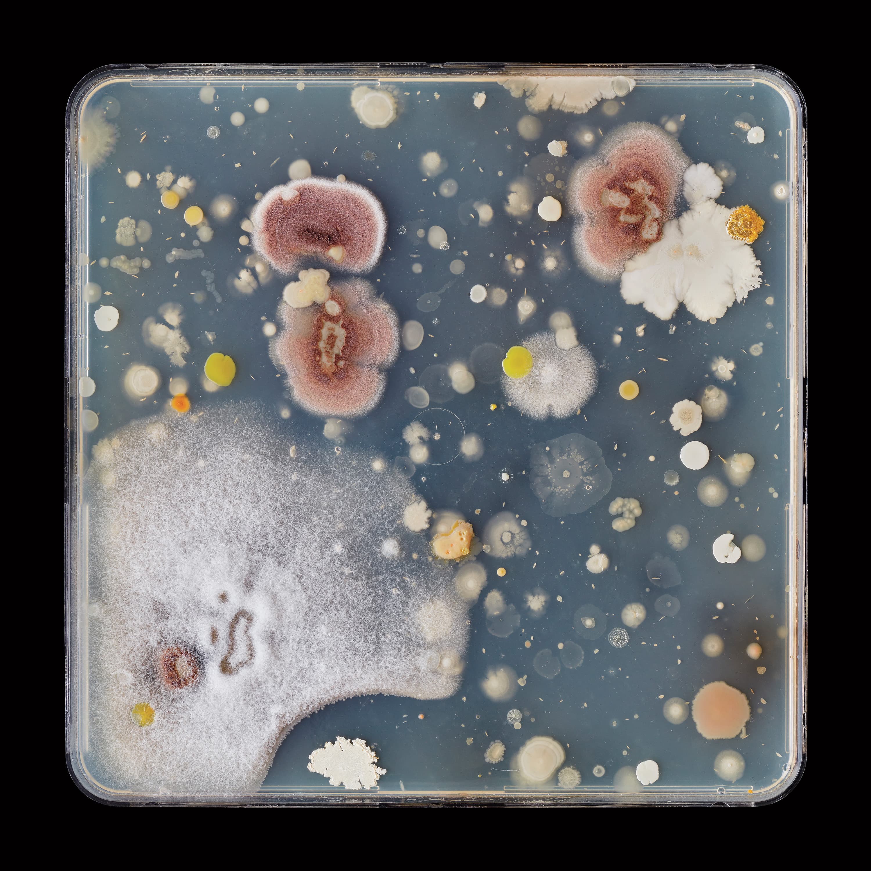 Take a look at these mesmerizing landscapes from the Group of Seven—made of bacteria