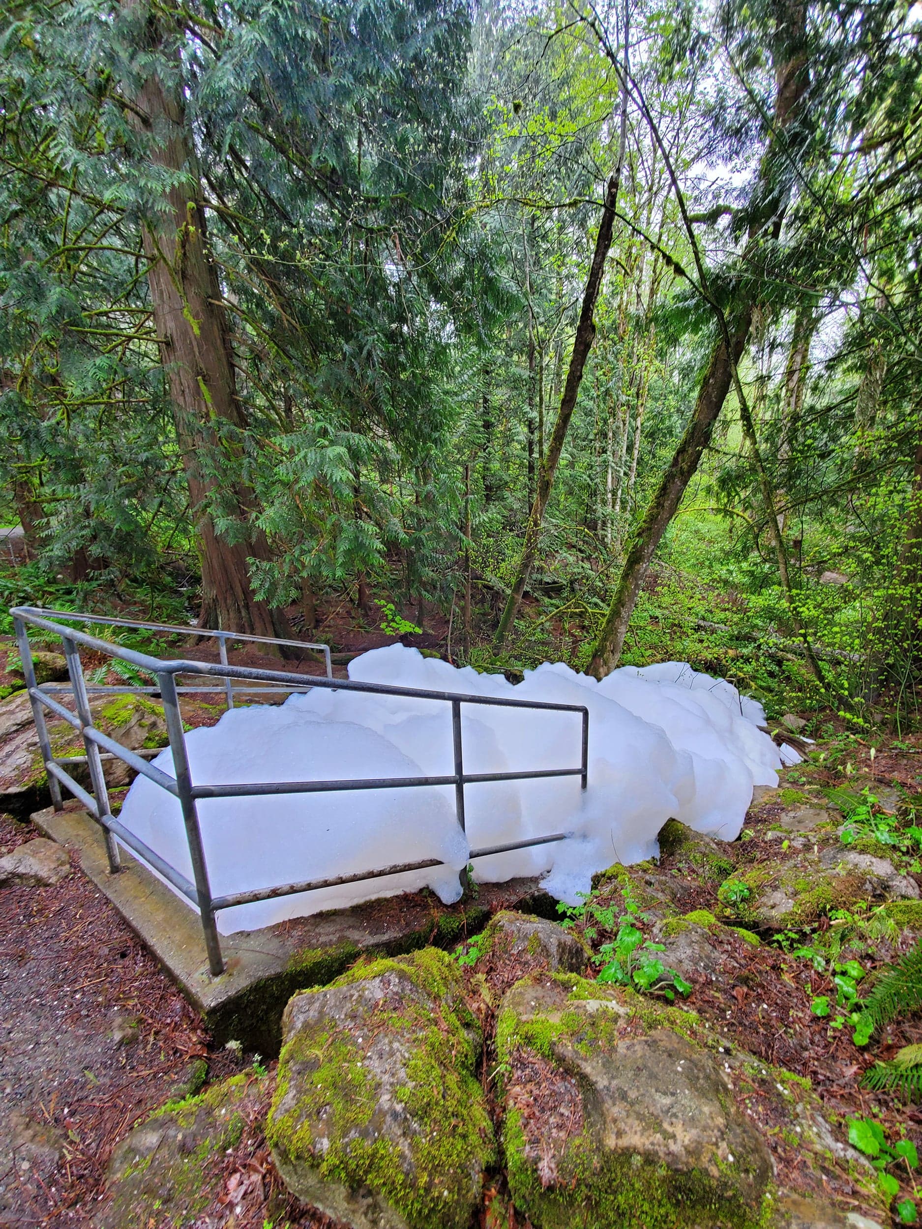 Using Tide to kill roof moss is a bad idea. Some B.C. condo owners learned that the hard way.