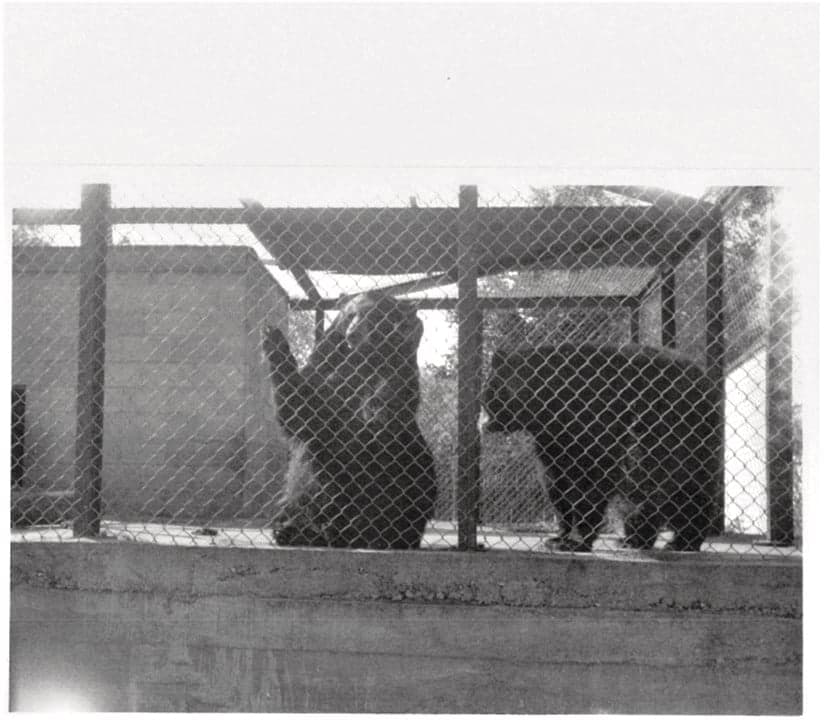 Buster and Bandy (Courtesy of the Tweed and Area Heritage Centre)