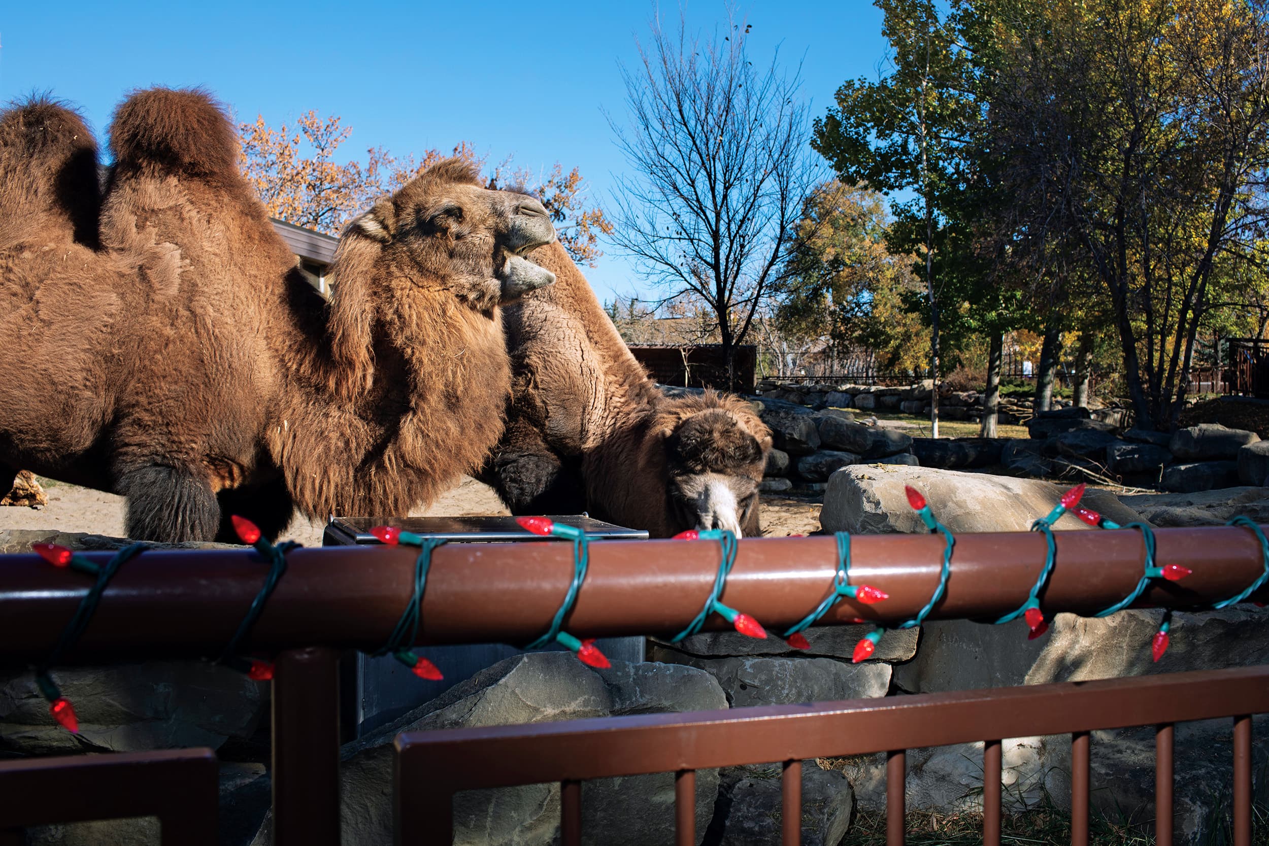 At the Calgary Zoo, the camels watch the people