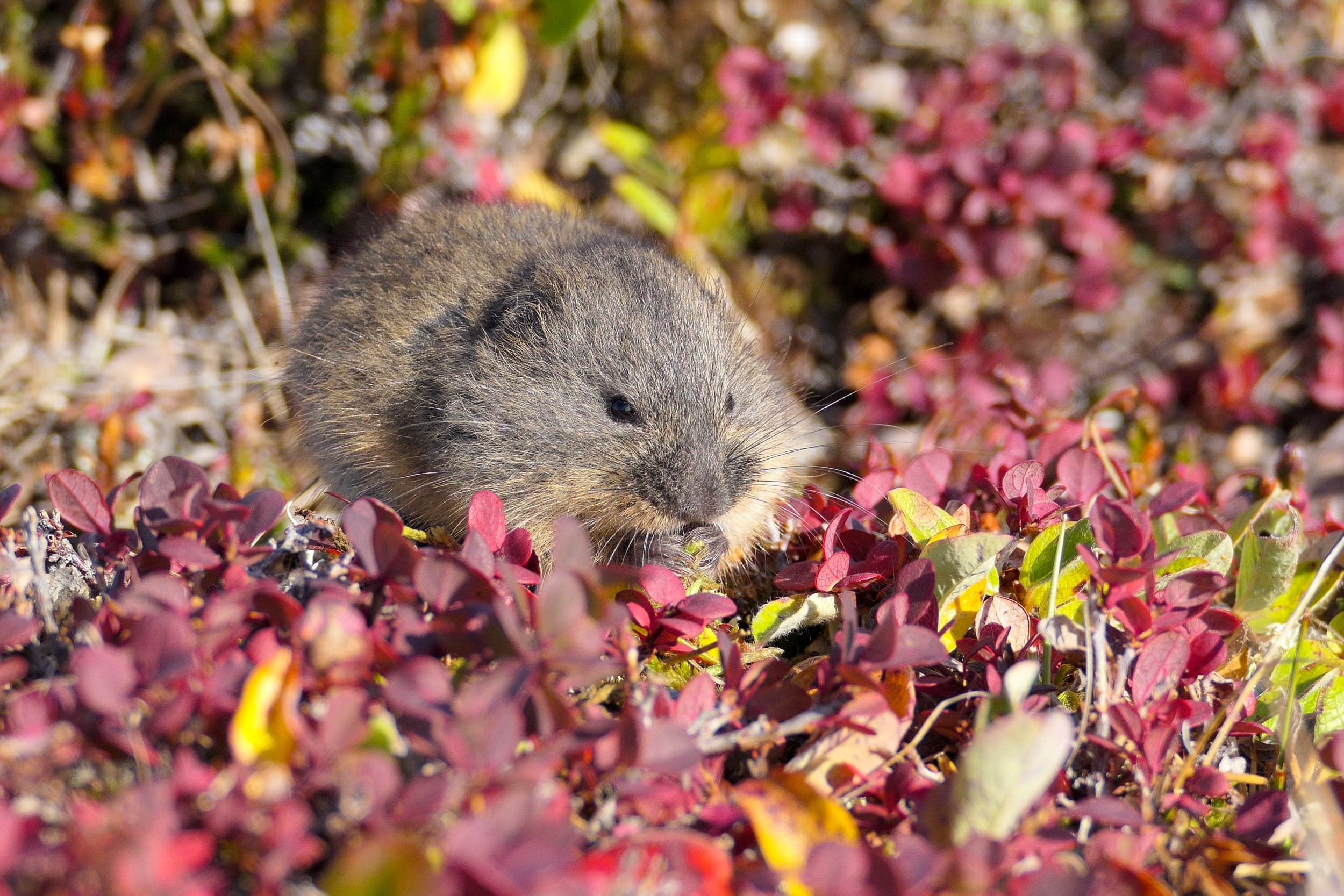 Lemmings' mysterious population cycle may finally have an explanation