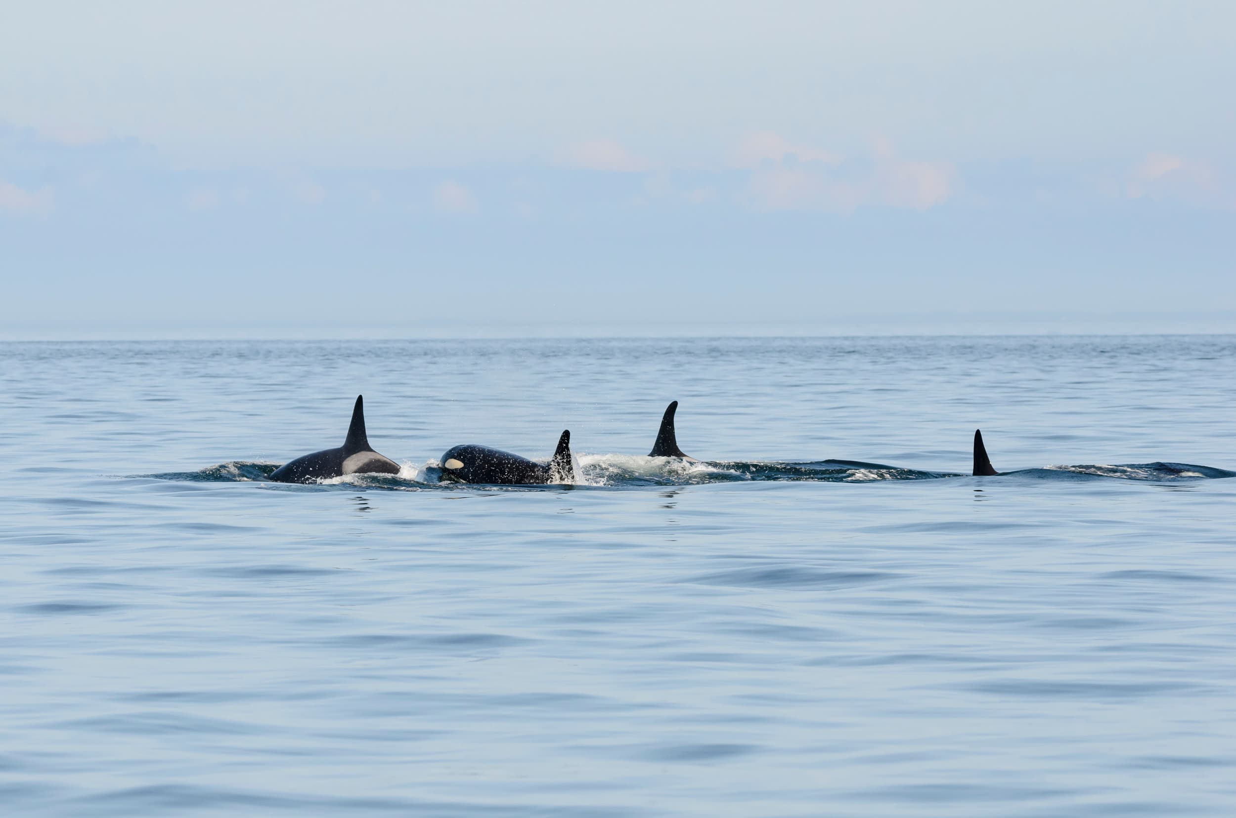 The J-pod resident orcas gather in the Salish Sea ( Marli Wakeling/Alamy)