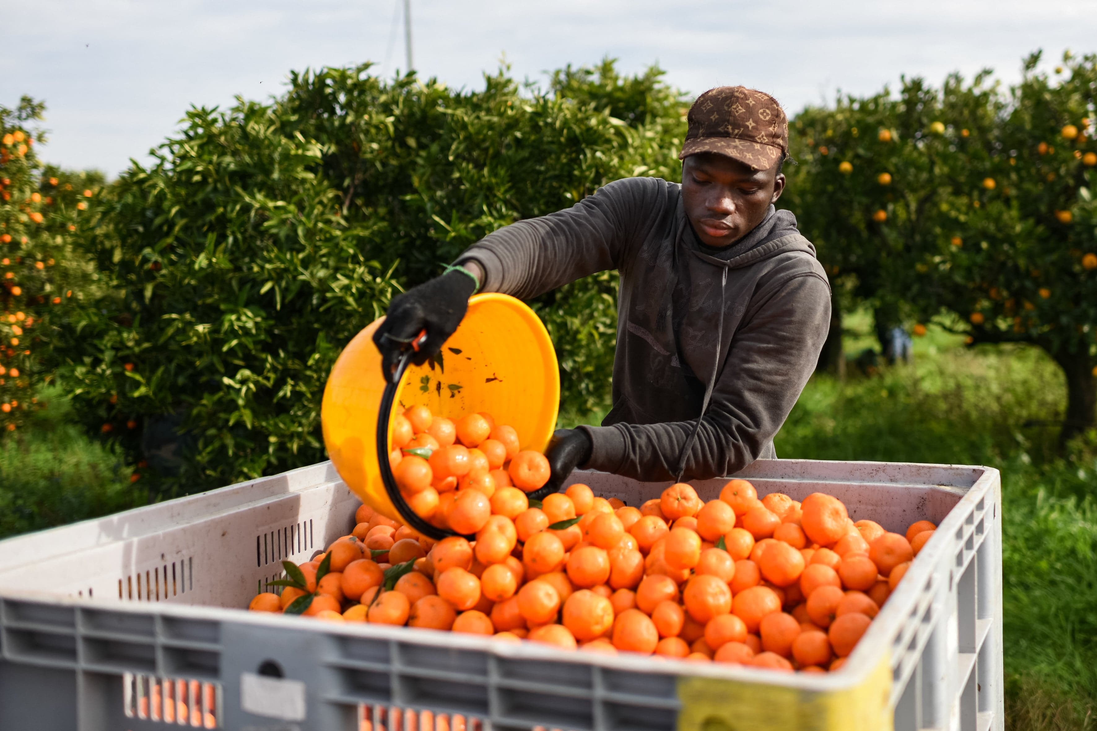 Clementines being harvested in Corigliano-Rossano, Calabria, Italy. Blockchain could help consumers be sure of place-of-origin when buying groceries. (Alfonso di Vincenzo/IPA/via CP)