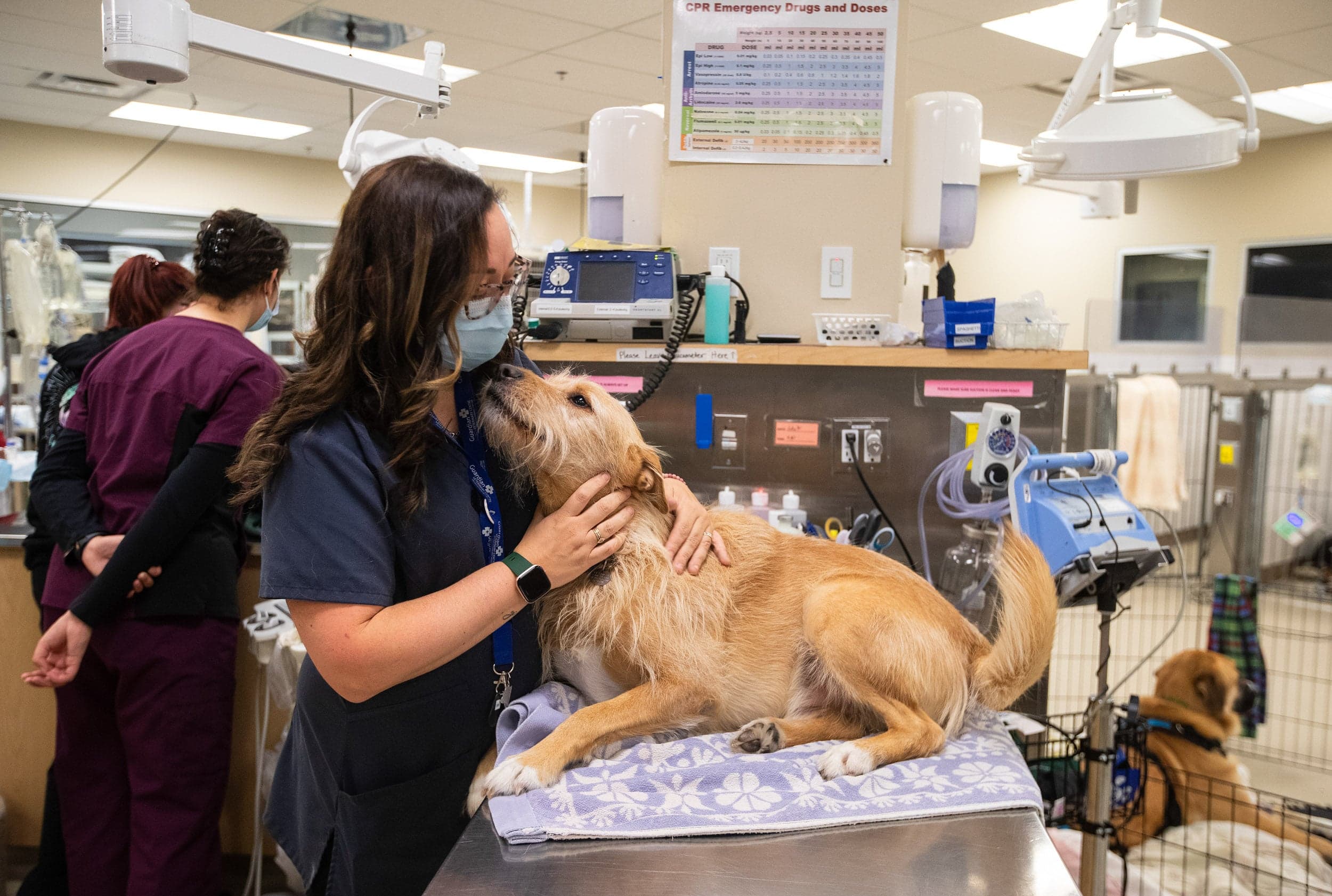 Canada's veterinarian shortage is shaping up to be a full-on crisis