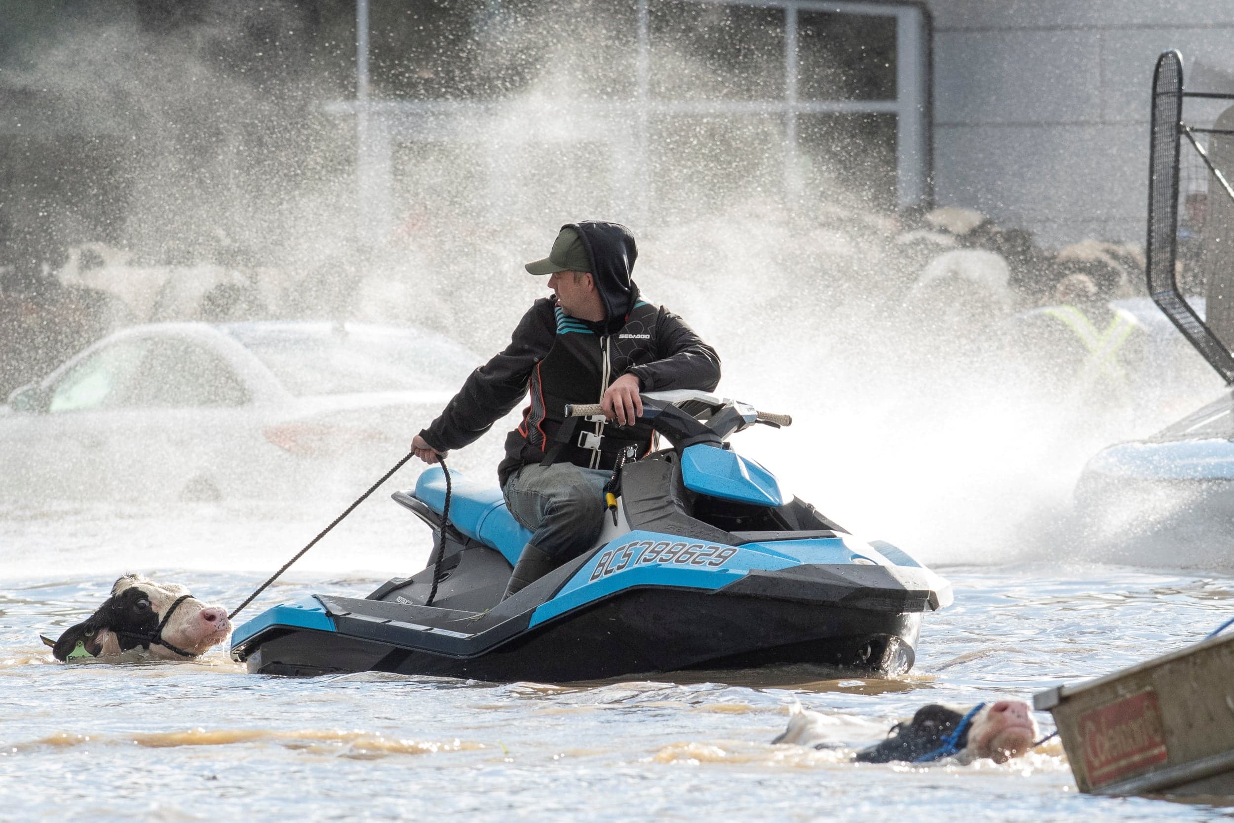 Ryan Gemser on rescuing 40 cows by Sea-Doo during the B.C. floods